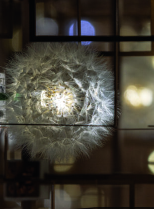 luminária de dente-de-leão do studio Drift