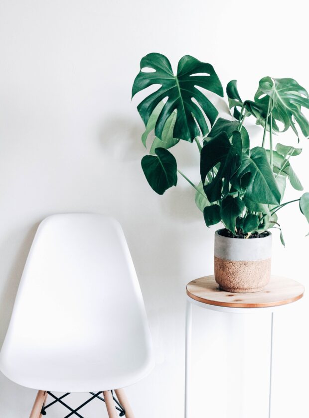cadeira vazia e planta