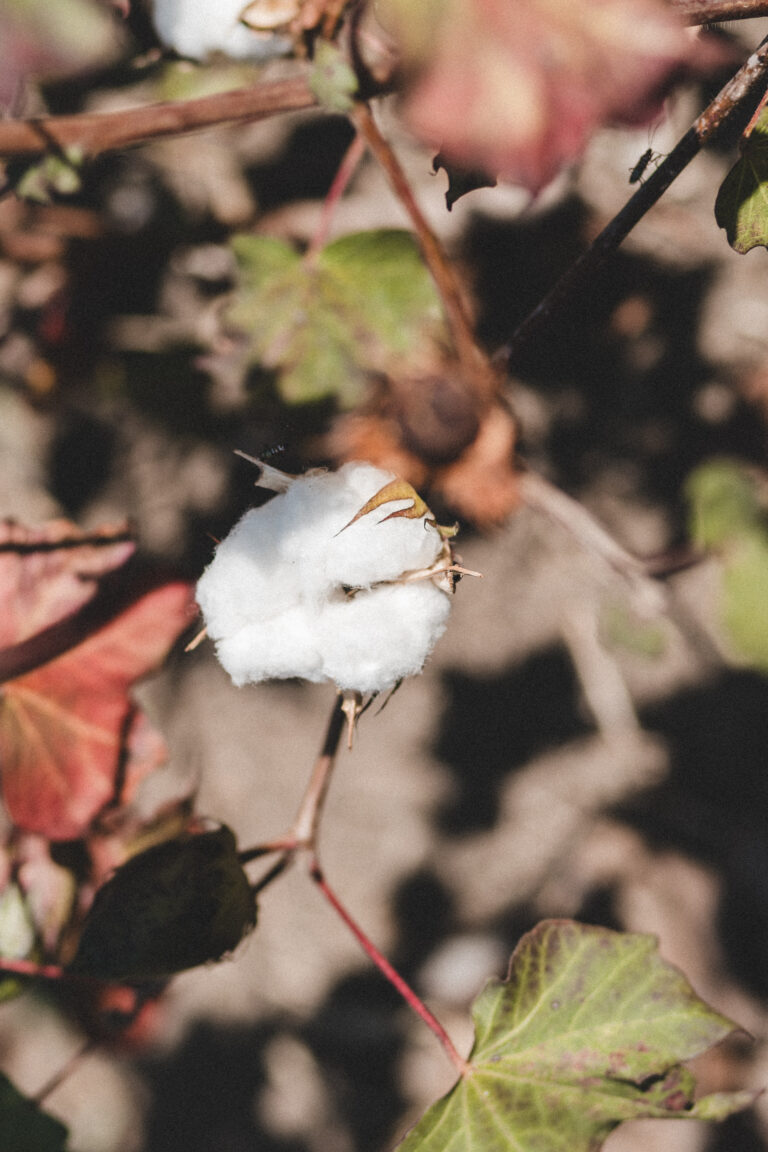 agrofloresta da WTNB