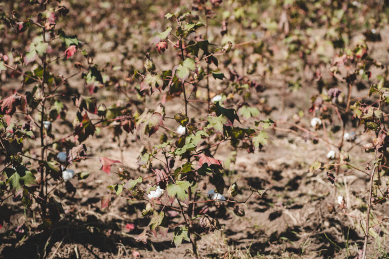 agrofloresta da WTNB