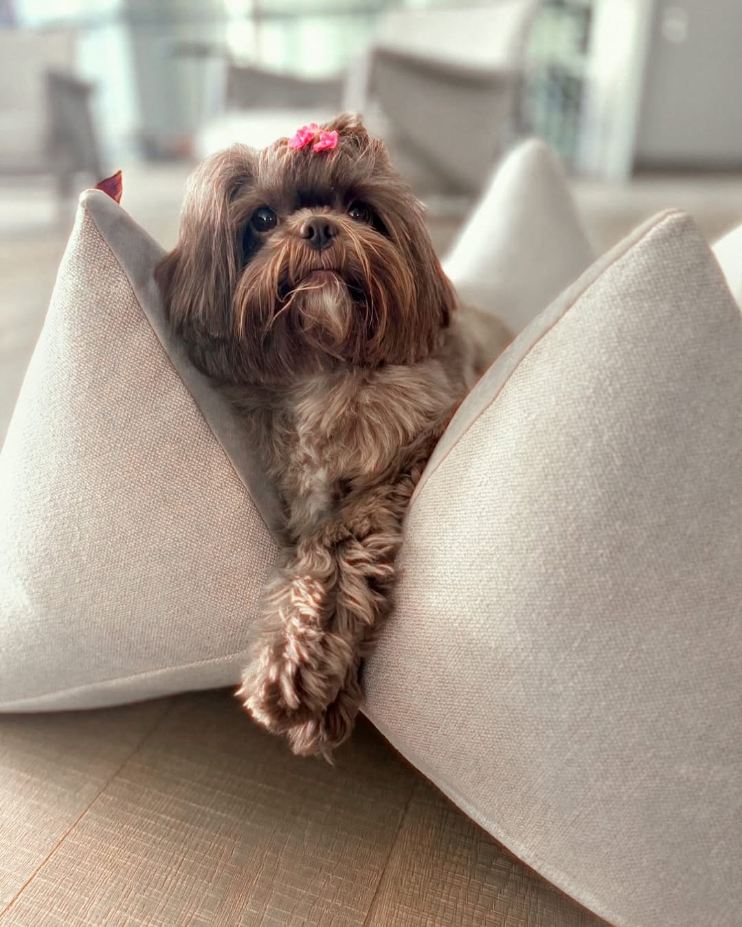 pets em casa SaveClip.App 465700974 2055353918250298 4042235452202996397 n