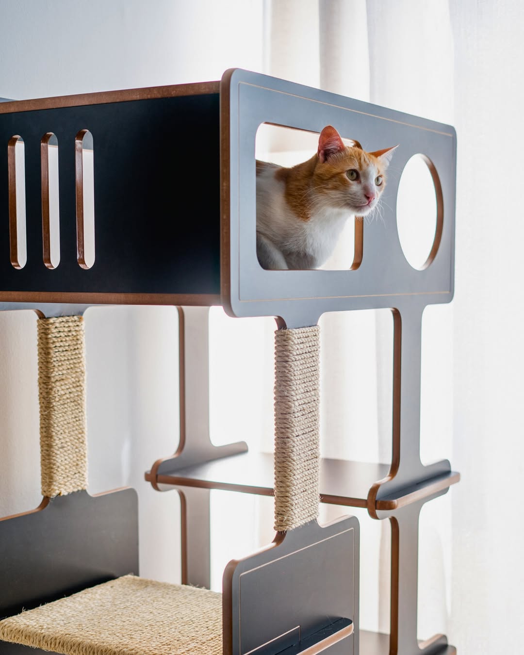 pets em casa SaveClip.App 486414235 18265162105273662 3909761415461157322 n