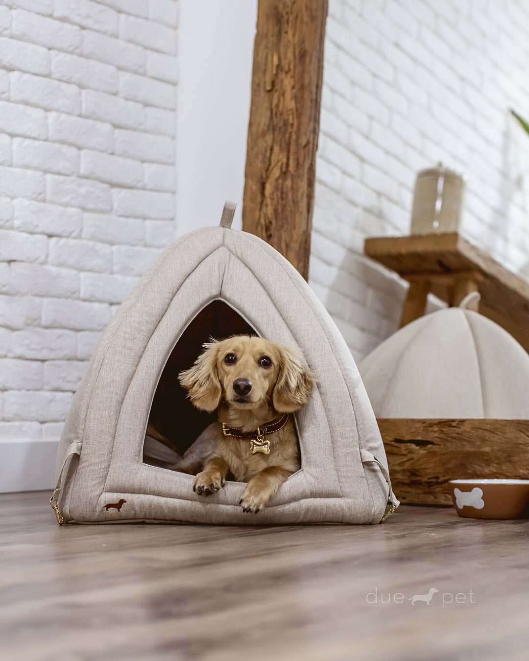 pets em casa SaveClip.App 522701683 18073858352054338 8764201806369083499 n