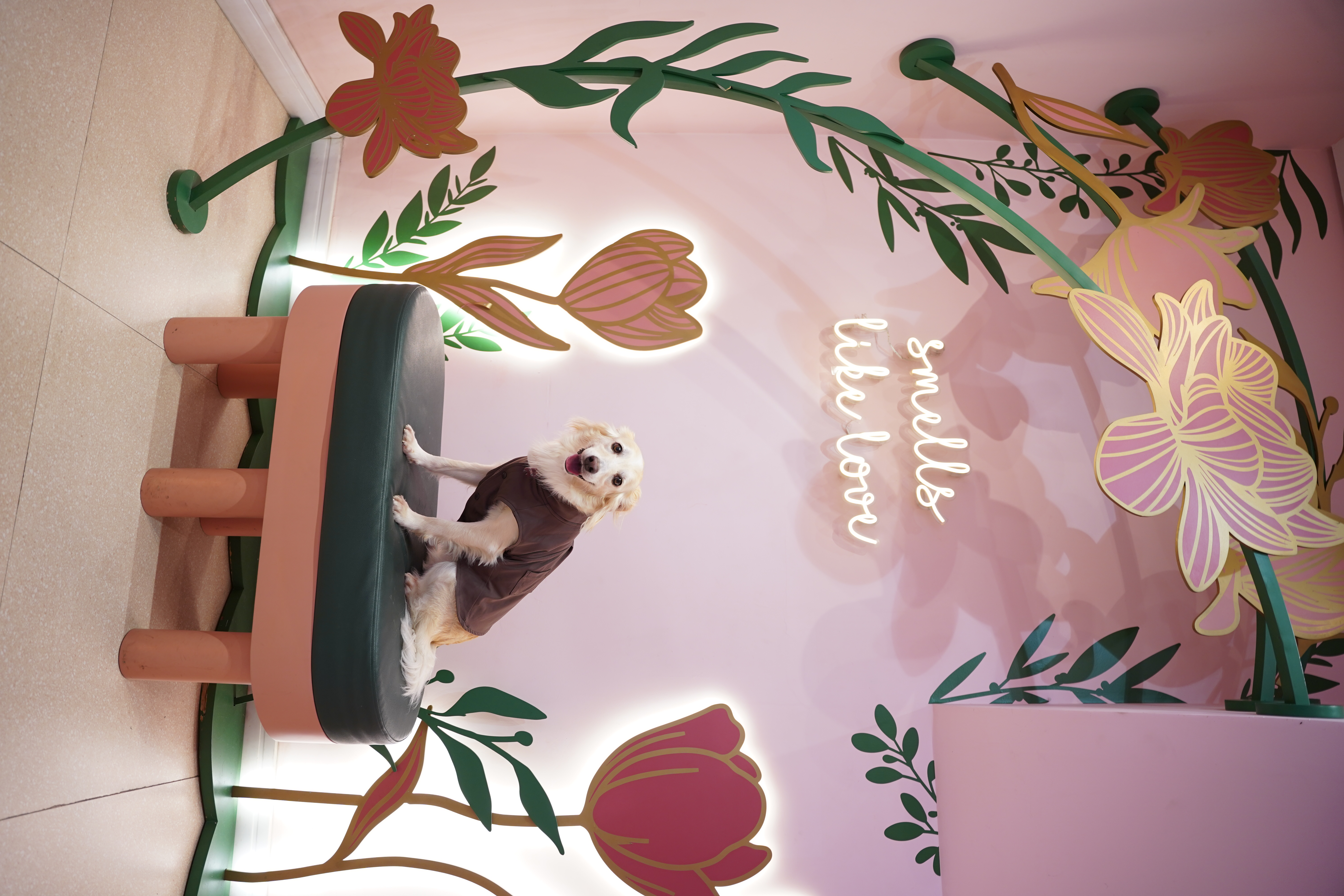 11 lugares para um brunch pet-friendly em São Paulo