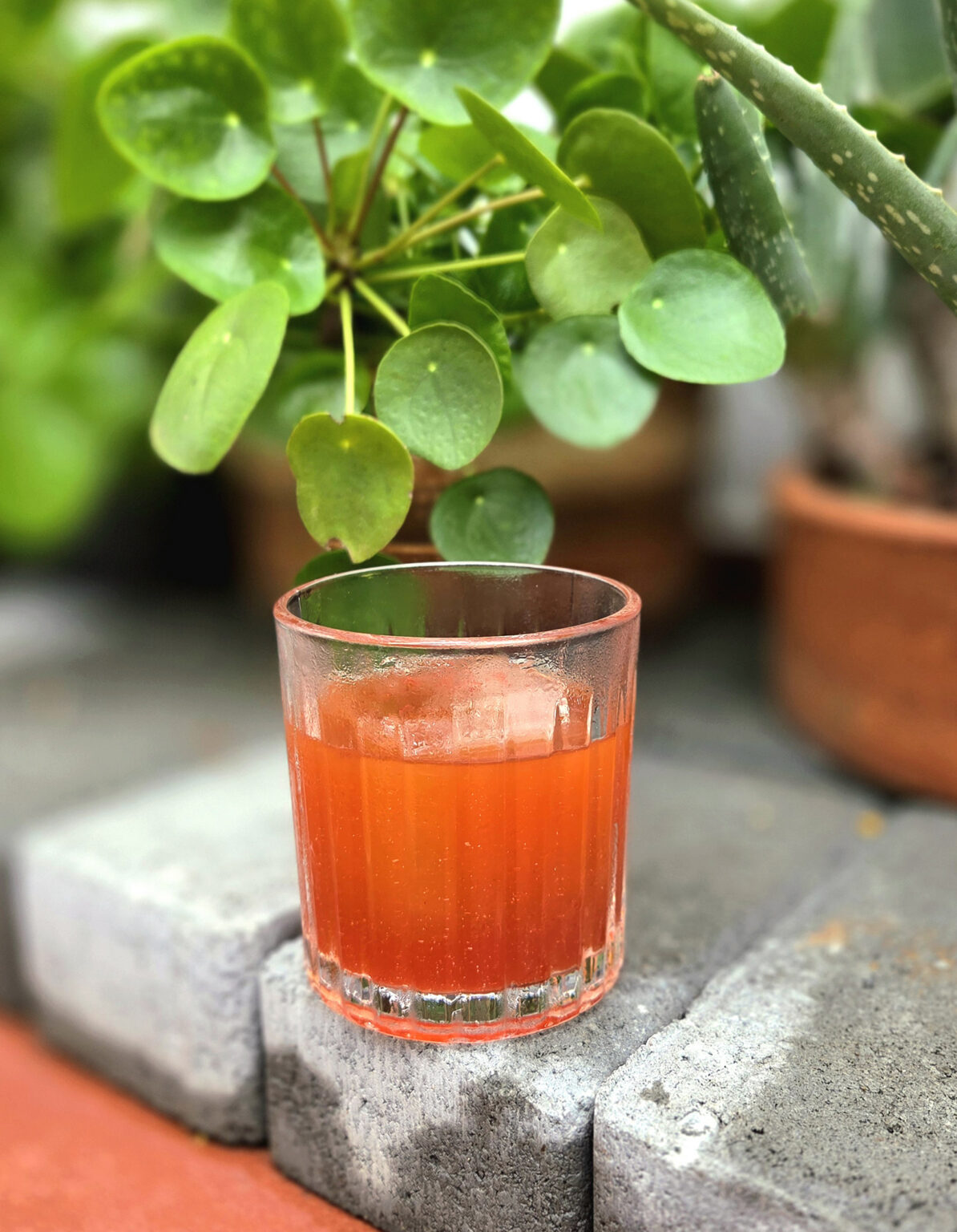 receitas de drinks negronichi wooza cred Sergio Crusco