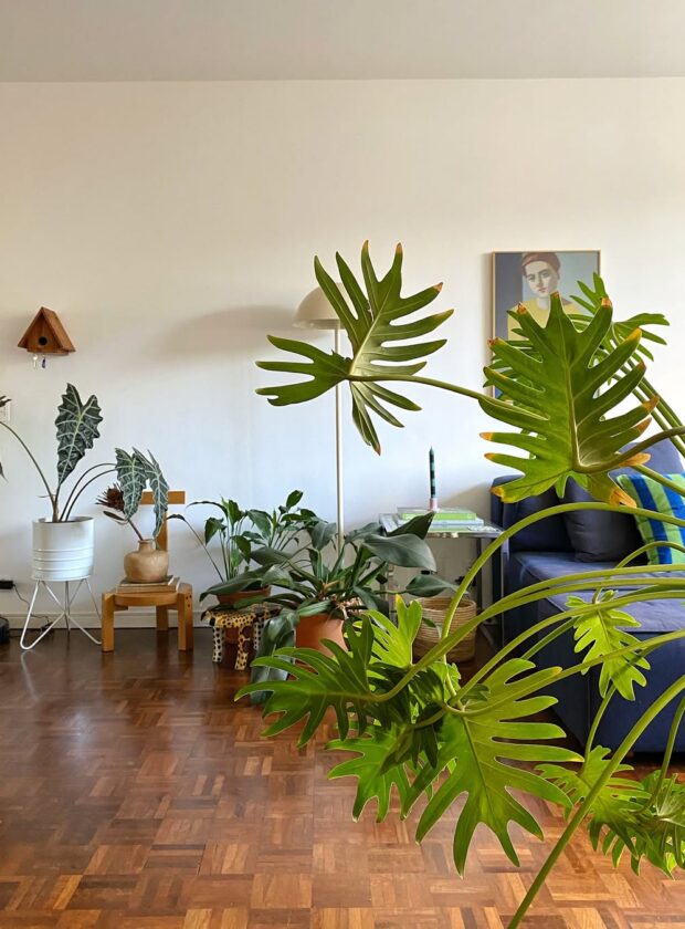 5 plantas grandes e decorativas que você pode criar dentro de casa