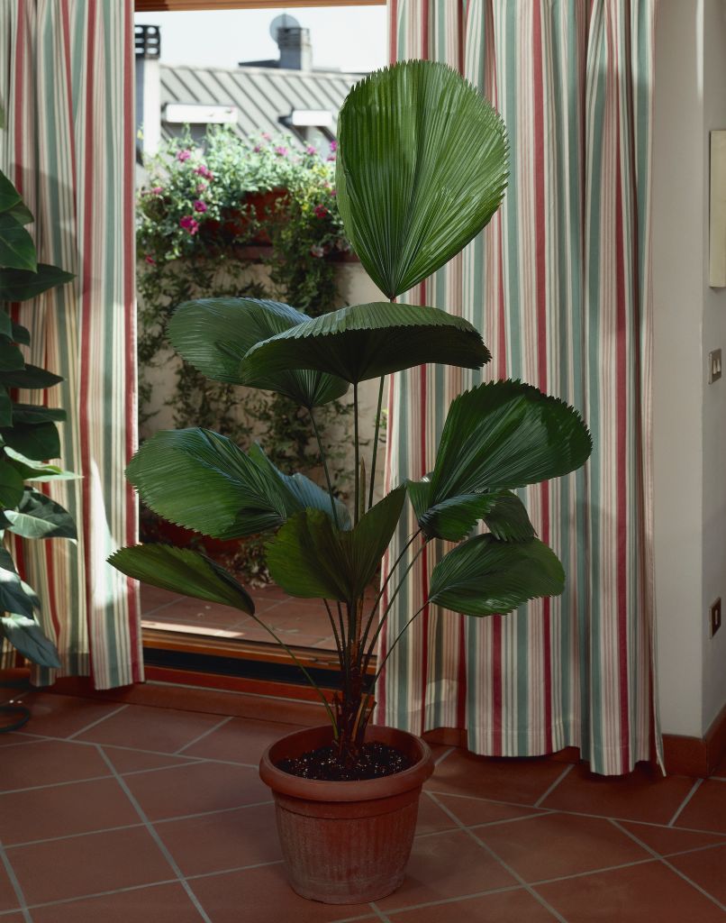 5 plantas grandes e decorativas que você pode criar dentro de casa