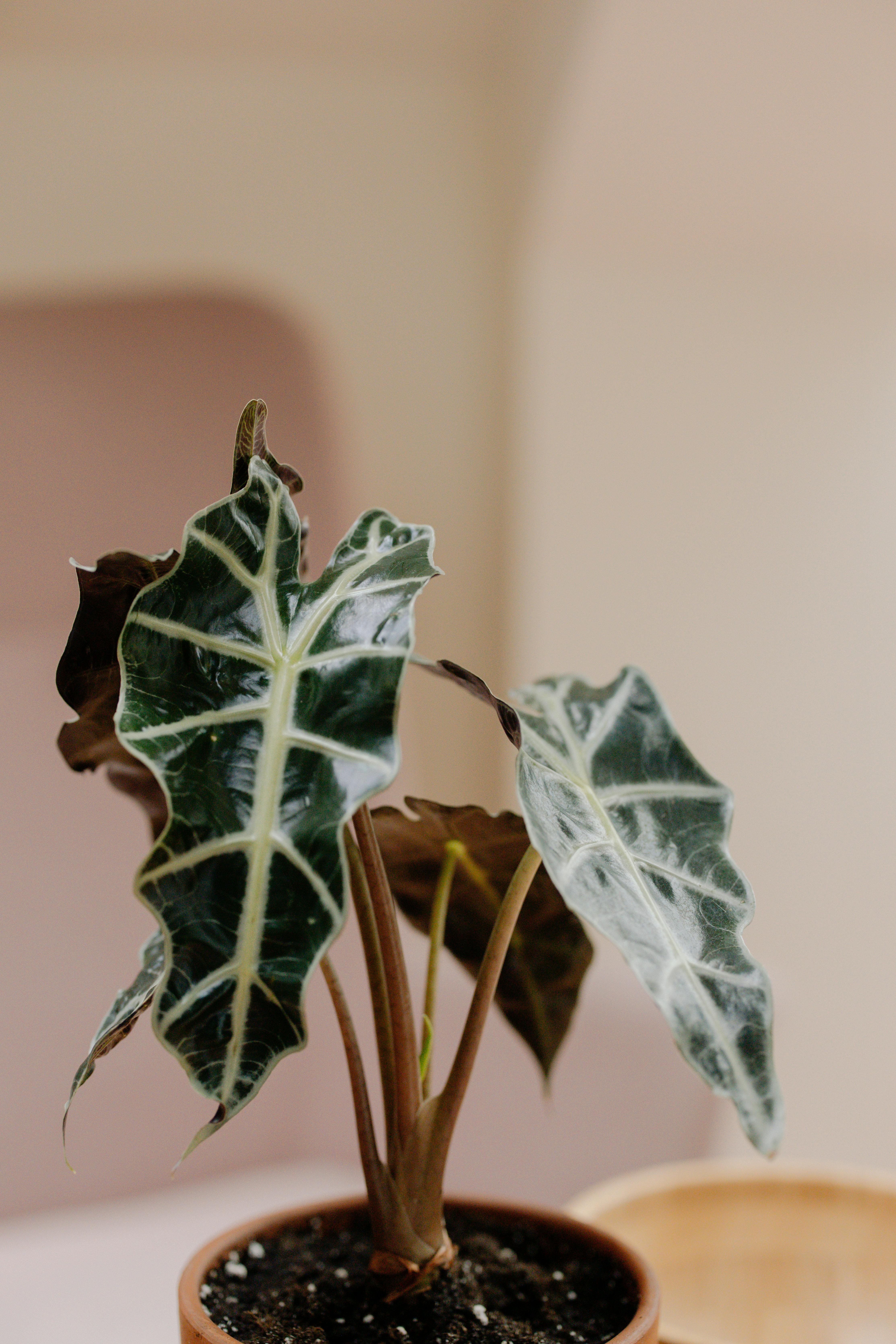 5 plantas grandes e decorativas que você pode criar dentro de casa