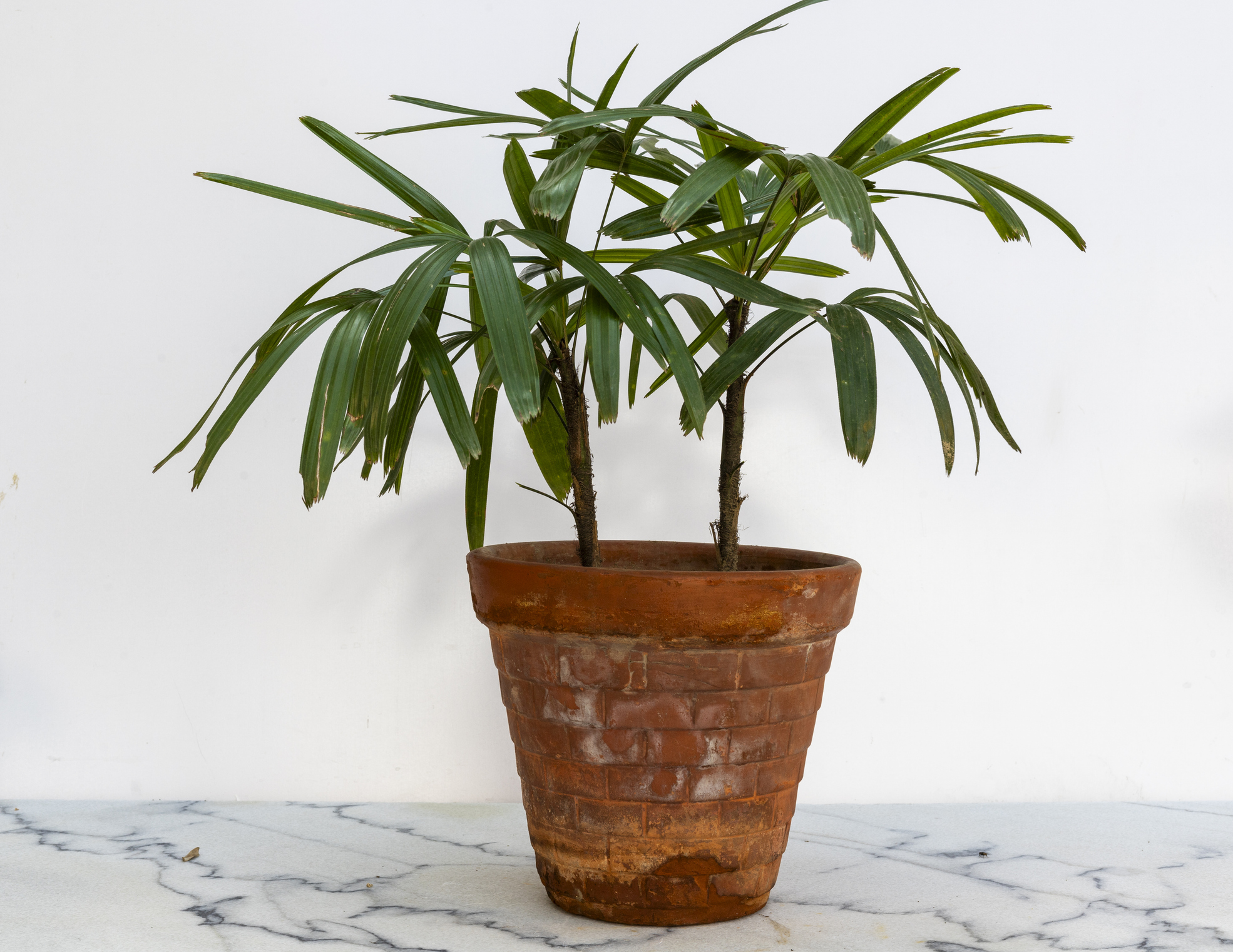 5 plantas grandes e decorativas que você pode criar dentro de casa