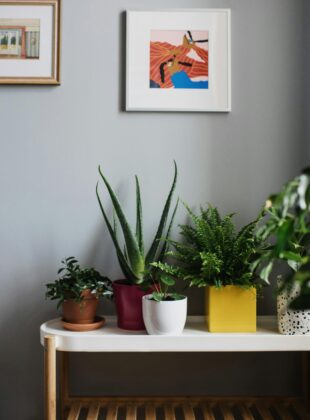 10 plantas para criar dentro de casa que não precisam de sol – e são lindas!