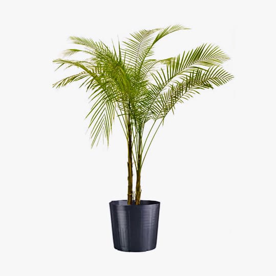 10 plantas para criar dentro de casa que não precisam de sol – e são lindas! 10 plantas para criar dentro de casa que não precisam de sol – e são lindas!