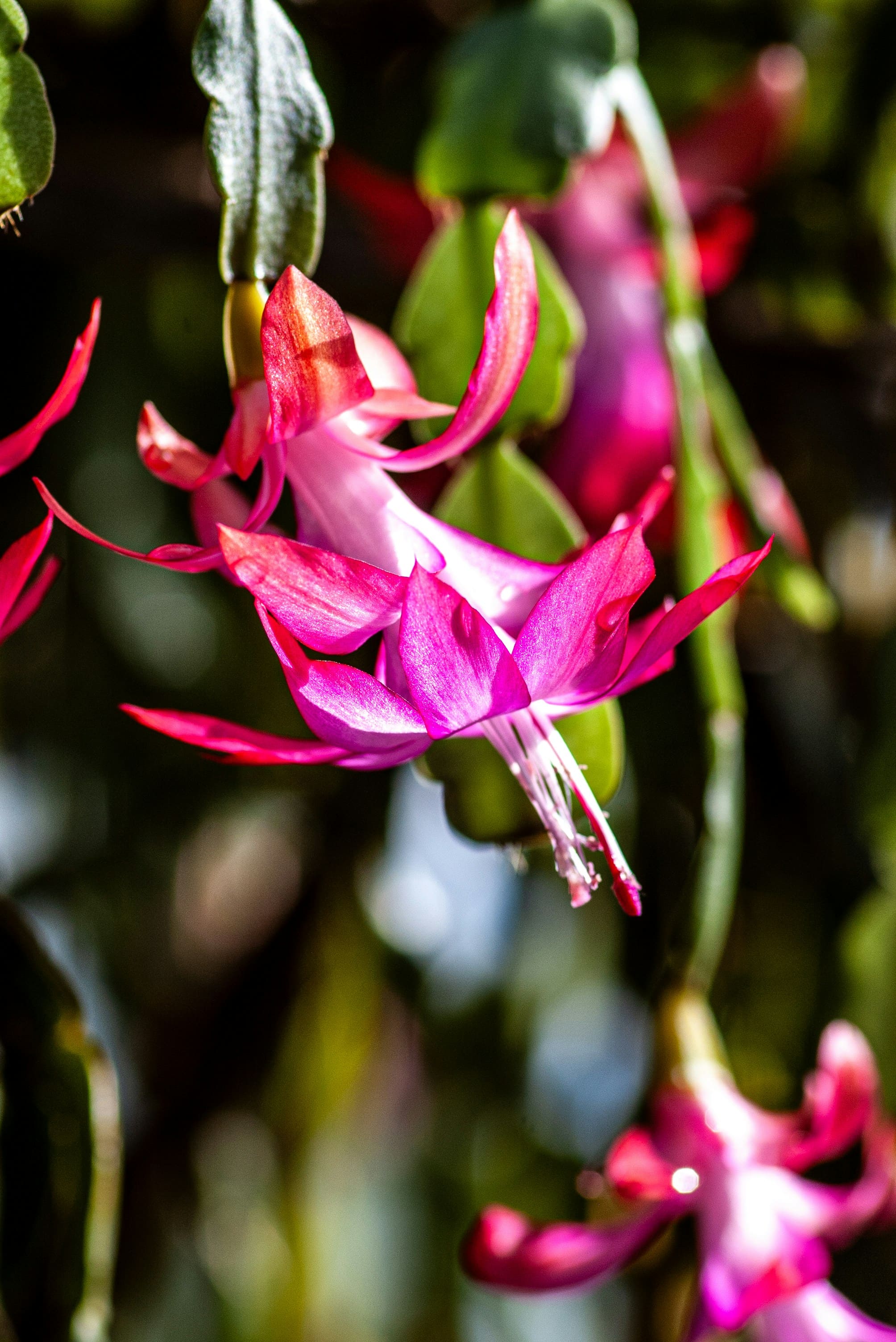 10 plantas para criar dentro de casa que não precisam de sol – e são lindas! 10 plantas para criar dentro de casa que não precisam de sol – e são lindas!