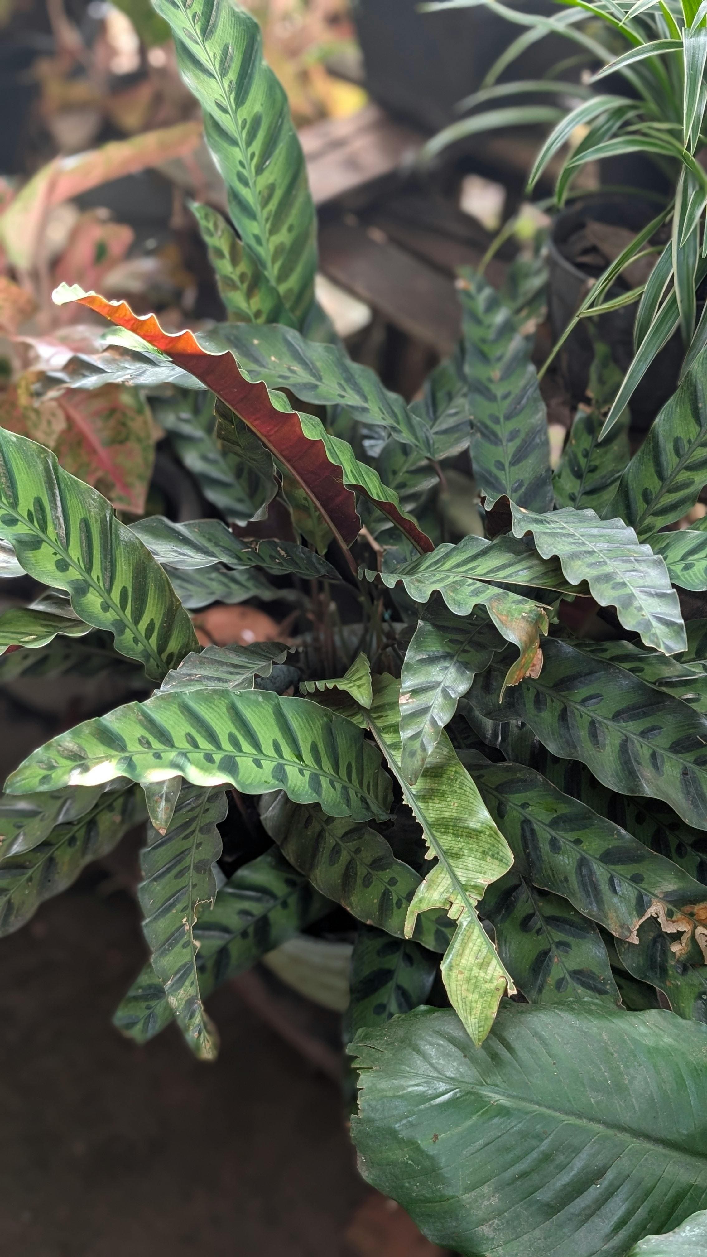 10 plantas para criar dentro de casa que não precisam de sol – e são lindas! 10 plantas para criar dentro de casa que não precisam de sol – e são lindas!