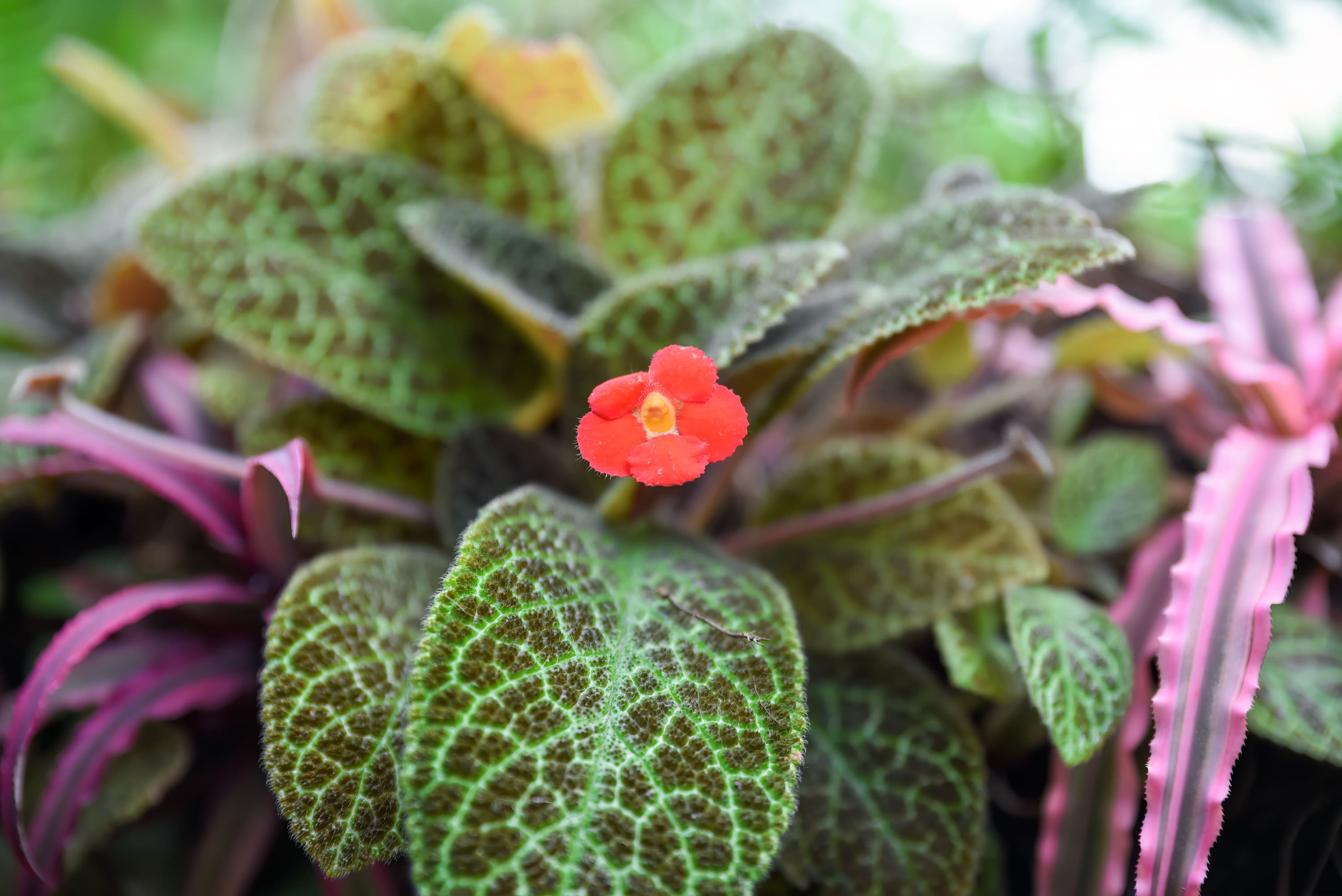 10 plantas para criar dentro de casa que não precisam de sol – e são lindas! 10 plantas para criar dentro de casa que não precisam de sol – e são lindas!