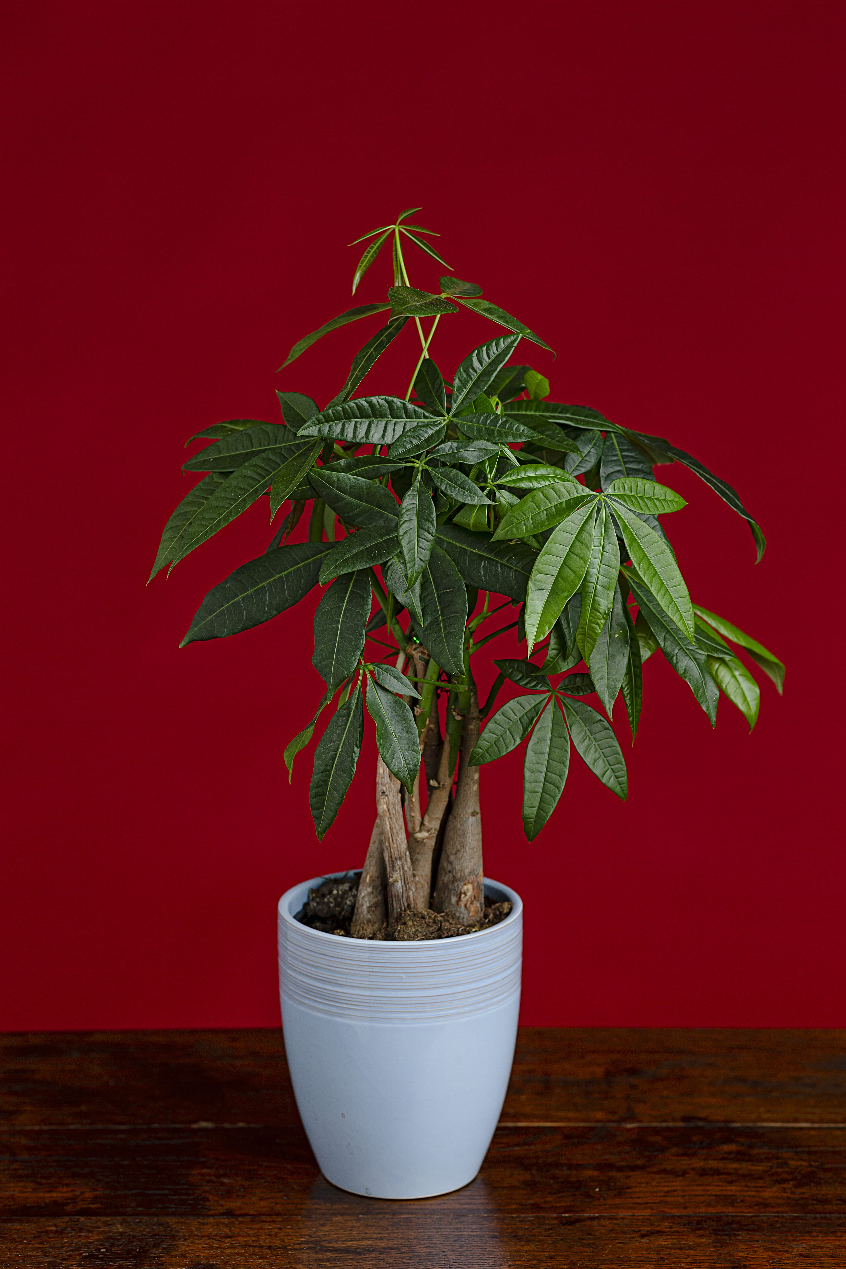 10 plantas para criar dentro de casa que não precisam de sol – e são lindas! 10 plantas para criar dentro de casa que não precisam de sol – e são lindas!