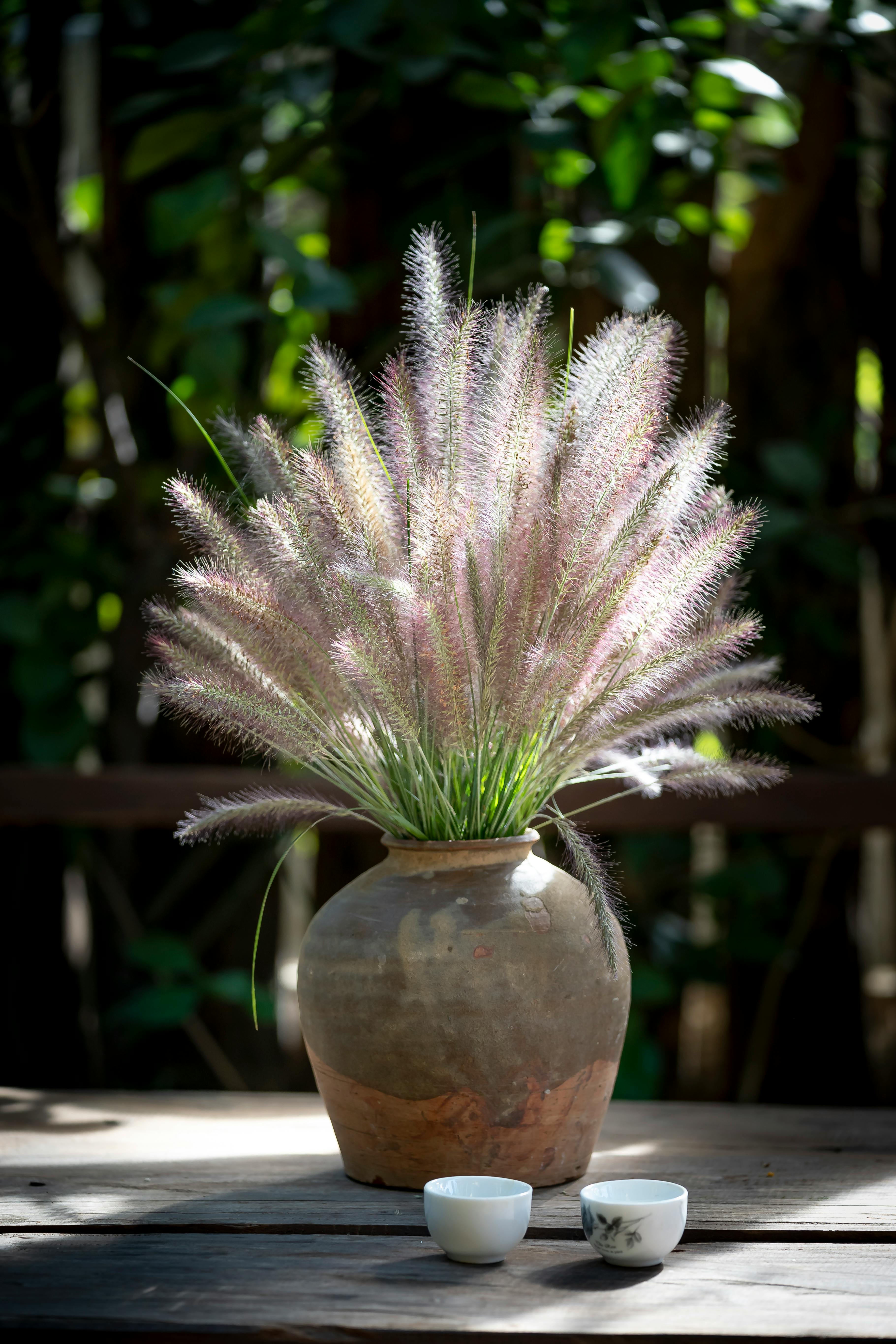 5 plantas para o banheiro que decoram e vivem bem no ambiente