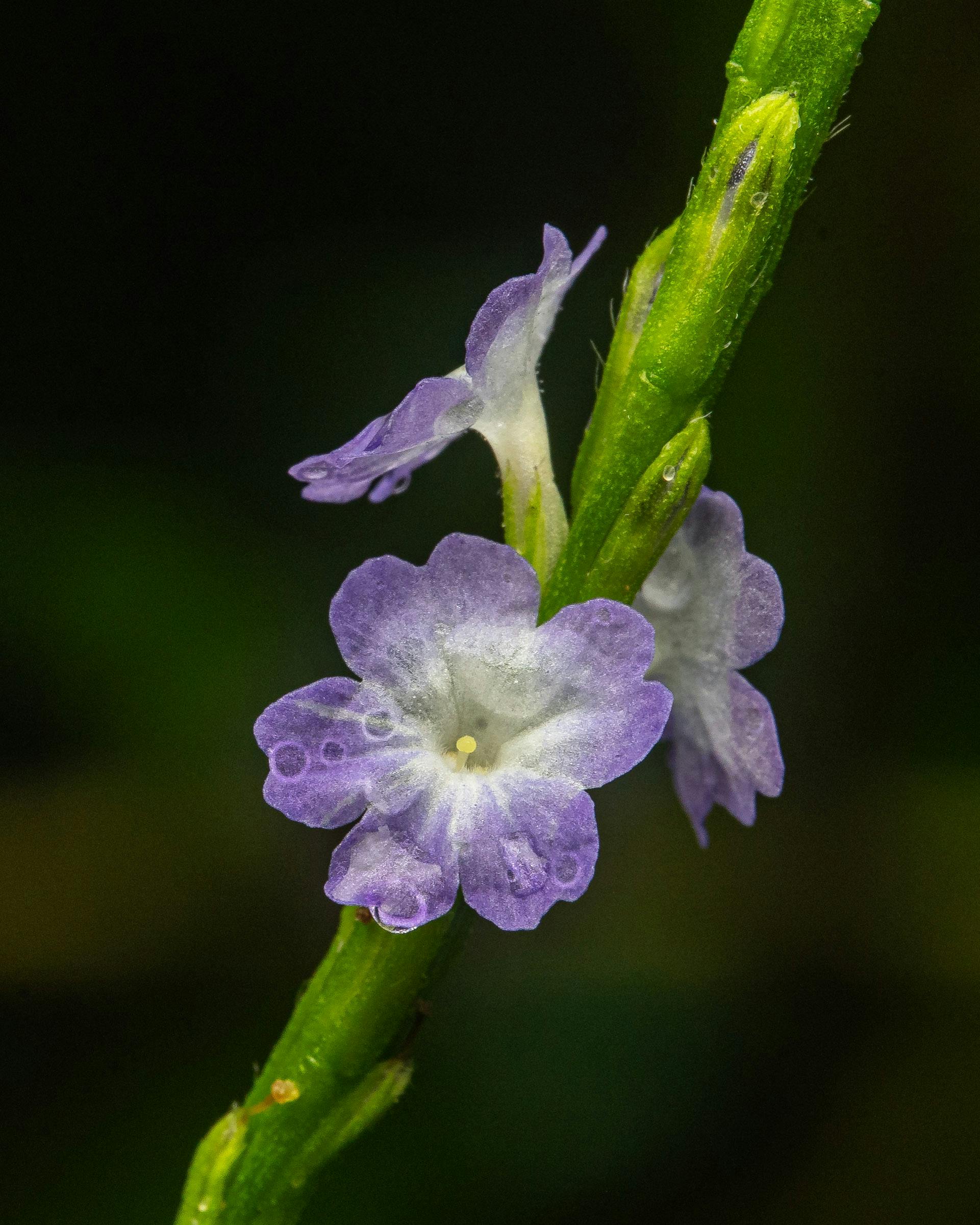 5 plantas para o banheiro que decoram e vivem bem no ambiente