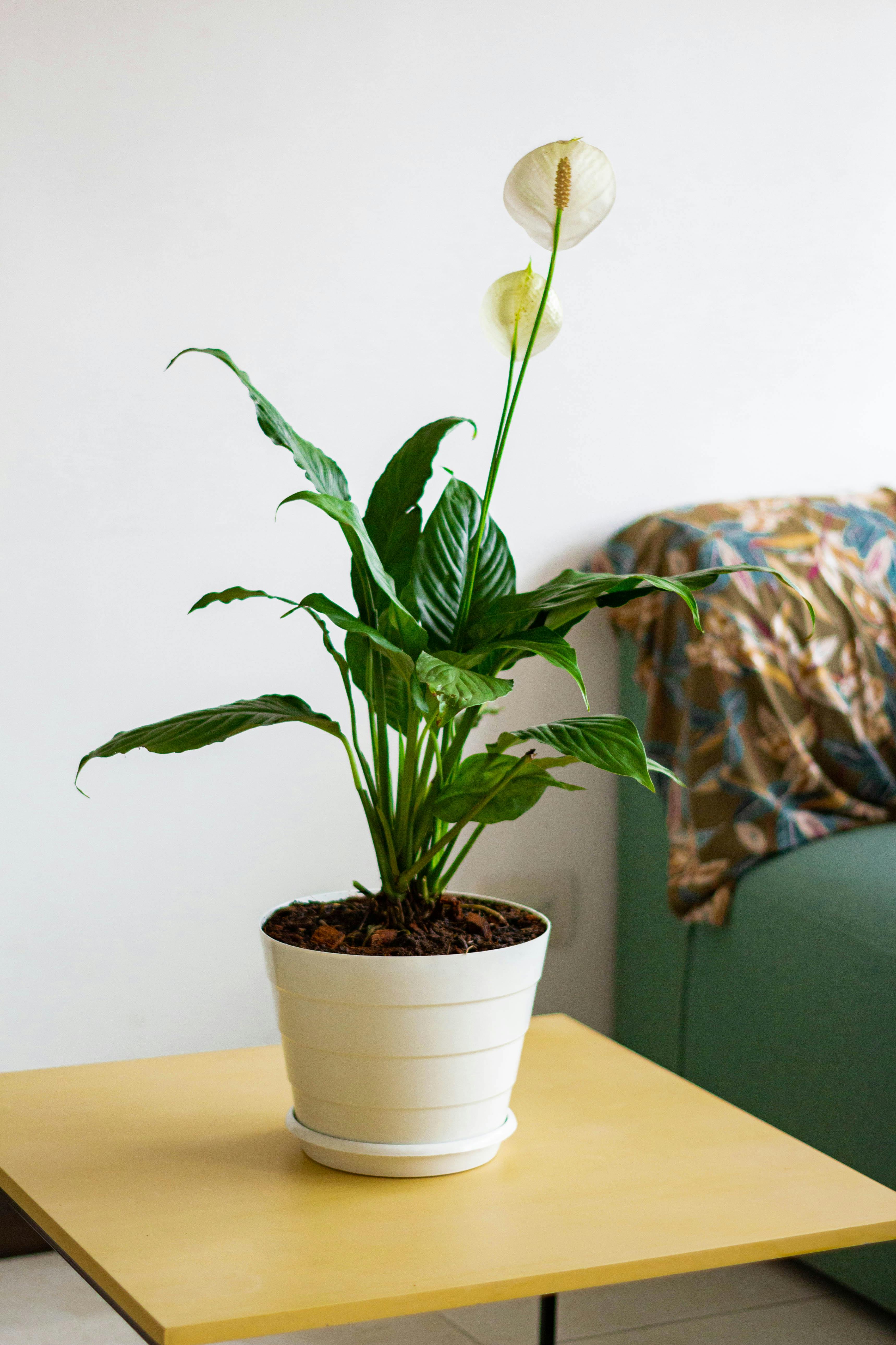 5 plantas para o banheiro que decoram e vivem bem no ambiente