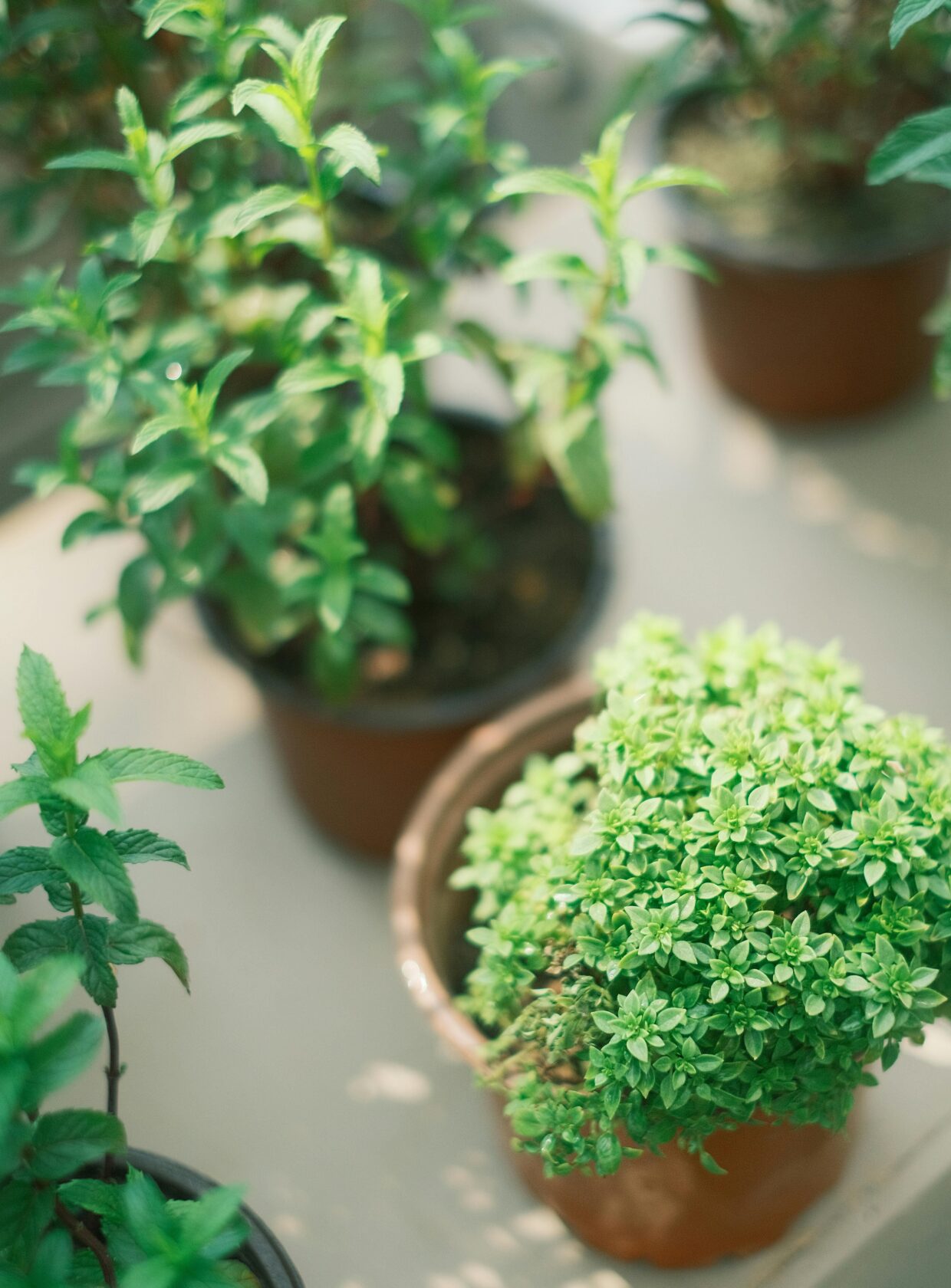 horta em casa, horta doméstica, ervas em casa, ervas aromáticas, plantas para apartamento, jardim em apartamento, ervas na cozinha, jardinagem, jardinagem em apartamento, plantas para janela ensolarada, alecrim, tomilho, orégano, hortelã, cebolinha, salsinha, lavanda, cultivo em vasos, horta em apartamento, plantas aromáticas, temperos frescos