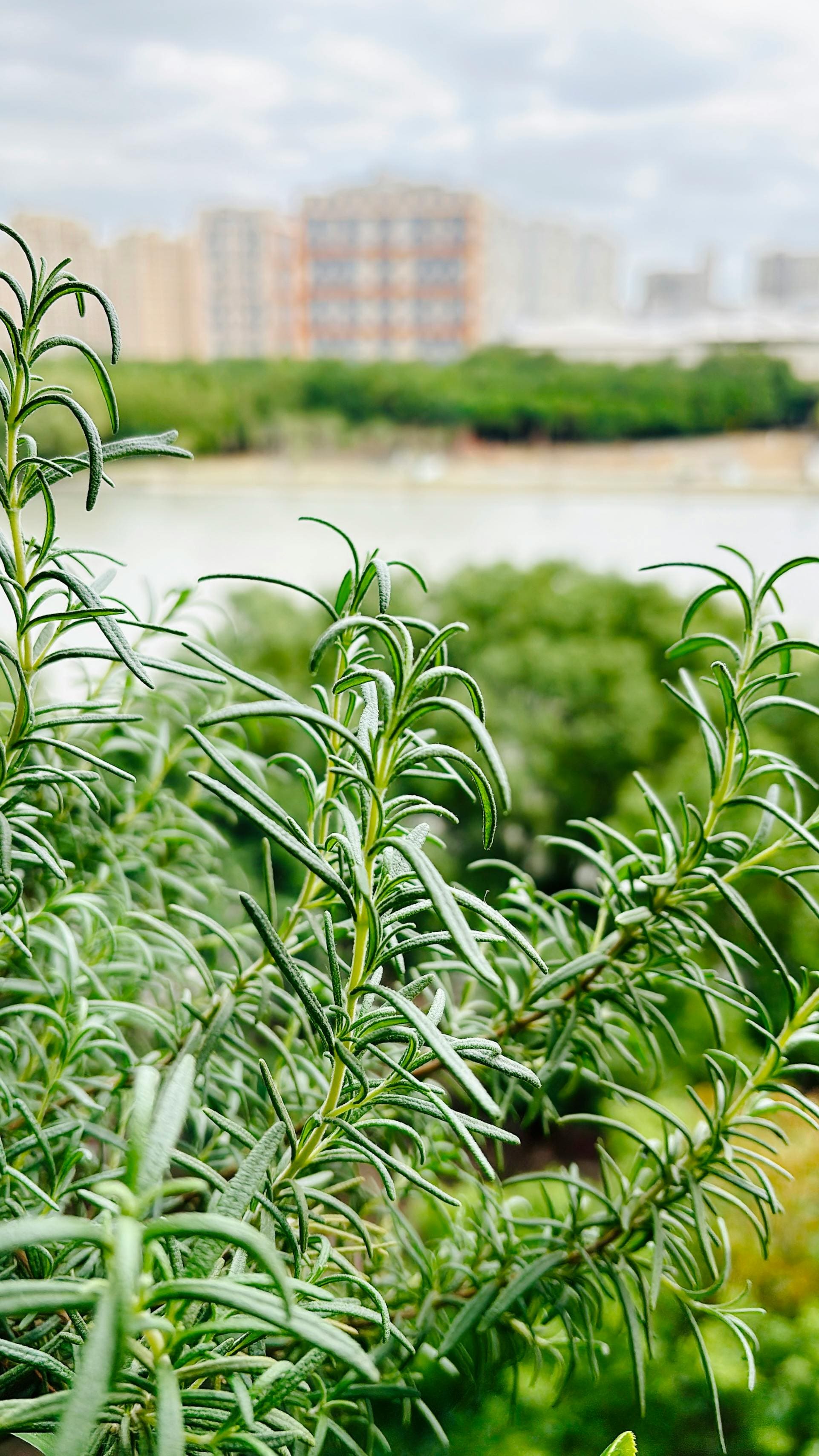 horta em casa, horta doméstica, ervas em casa, ervas aromáticas, plantas para apartamento, jardim em apartamento, ervas na cozinha, jardinagem, jardinagem em apartamento, plantas para janela ensolarada, alecrim, tomilho, orégano, hortelã, cebolinha, salsinha, lavanda, cultivo em vasos, horta em apartamento, plantas aromáticas, temperos frescos