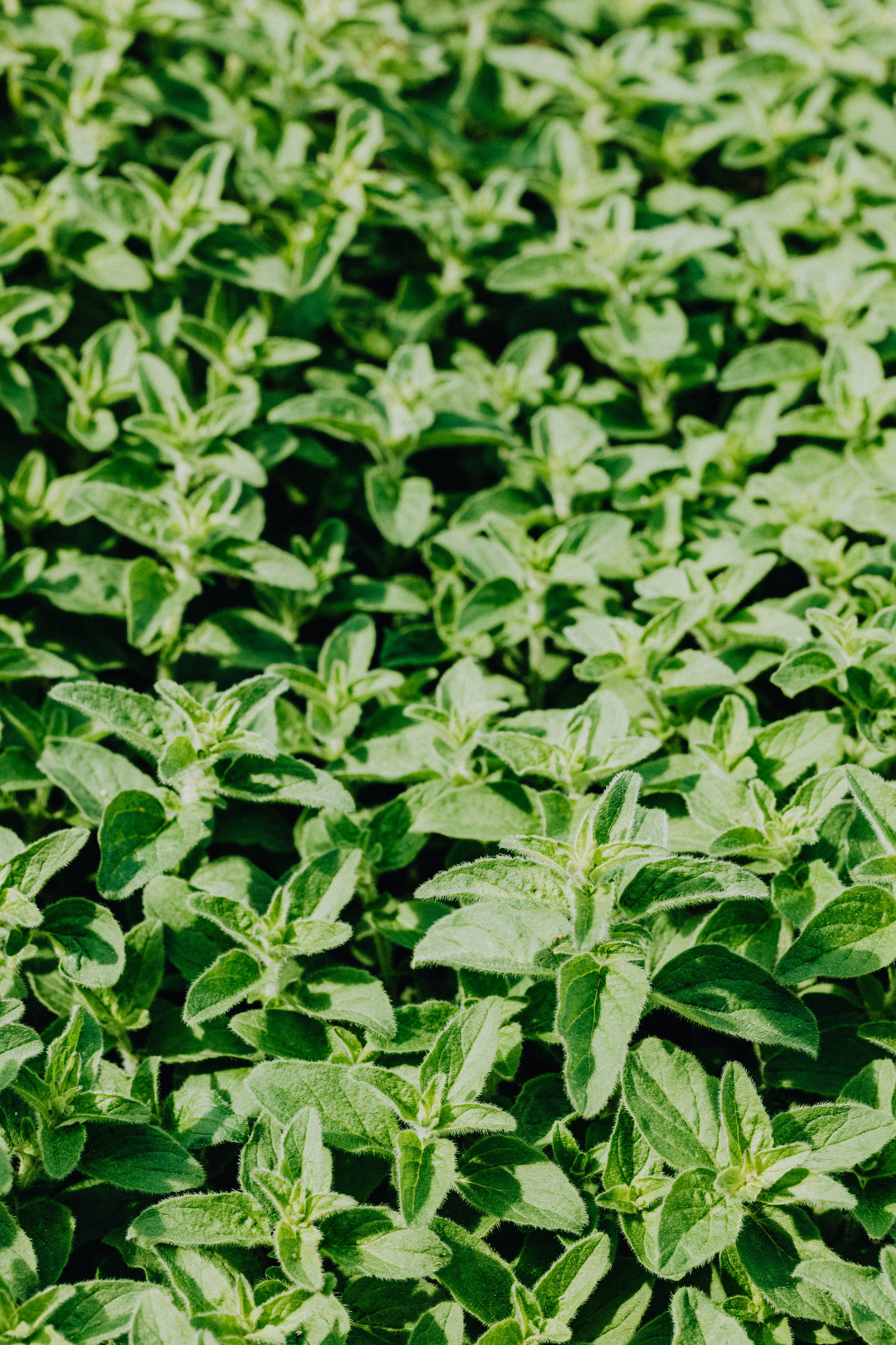 horta em casa, horta doméstica, ervas em casa, ervas aromáticas, plantas para apartamento, jardim em apartamento, ervas na cozinha, jardinagem, jardinagem em apartamento, plantas para janela ensolarada, alecrim, tomilho, orégano, hortelã, cebolinha, salsinha, lavanda, cultivo em vasos, horta em apartamento, plantas aromáticas, temperos frescos