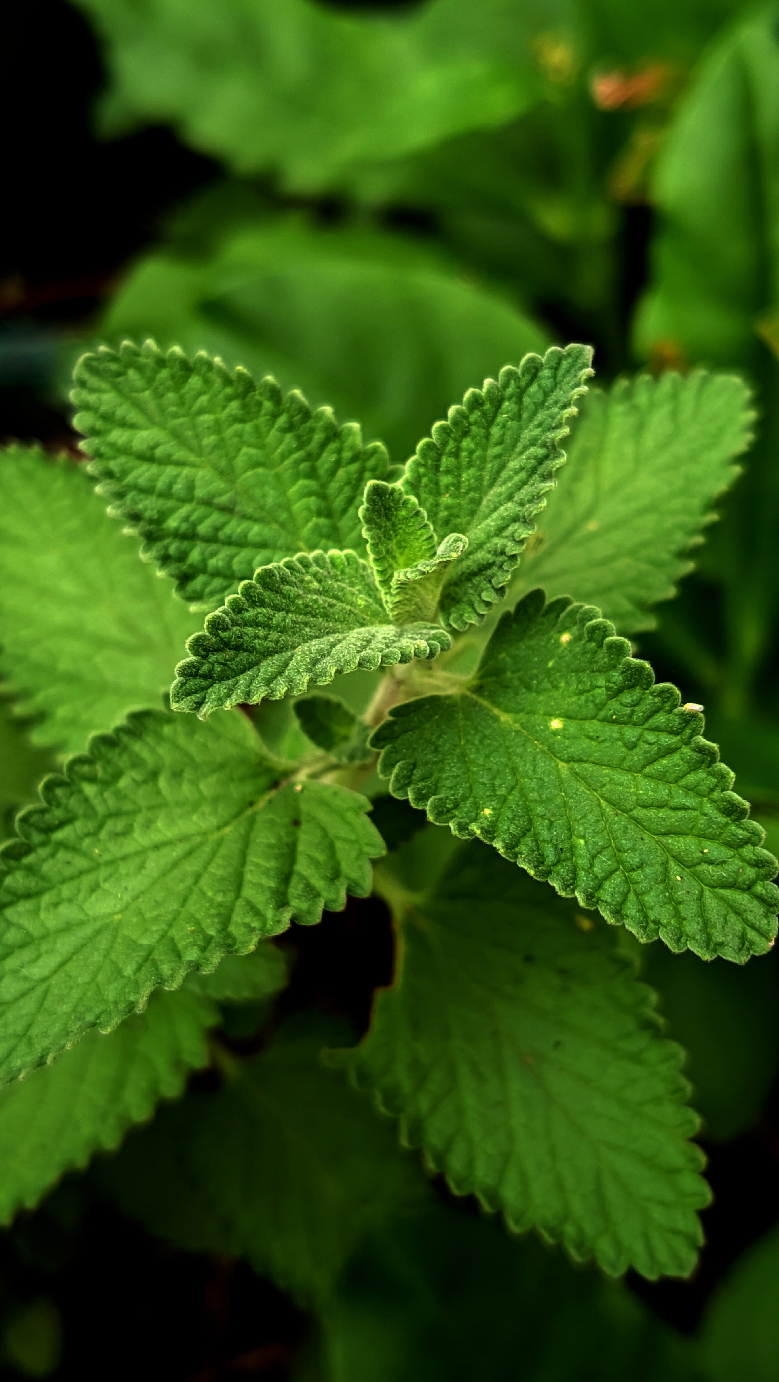 horta em casa, horta doméstica, ervas em casa, ervas aromáticas, plantas para apartamento, jardim em apartamento, ervas na cozinha, jardinagem, jardinagem em apartamento, plantas para janela ensolarada, alecrim, tomilho, orégano, hortelã, cebolinha, salsinha, lavanda, cultivo em vasos, horta em apartamento, plantas aromáticas, temperos frescos