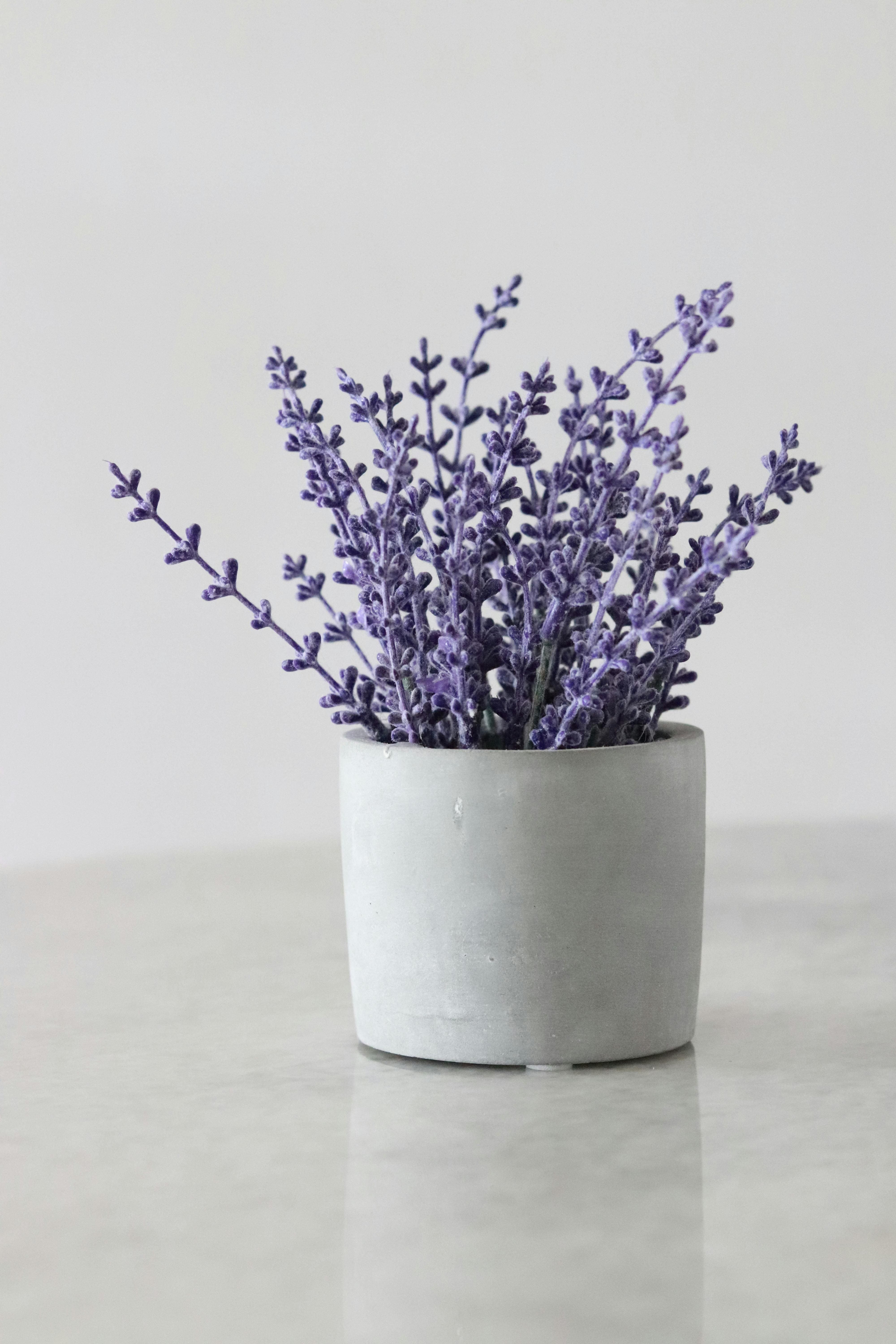 horta em casa, horta doméstica, ervas em casa, ervas aromáticas, plantas para apartamento, jardim em apartamento, ervas na cozinha, jardinagem, jardinagem em apartamento, plantas para janela ensolarada, alecrim, tomilho, orégano, hortelã, cebolinha, salsinha, lavanda, cultivo em vasos, horta em apartamento, plantas aromáticas, temperos frescos
