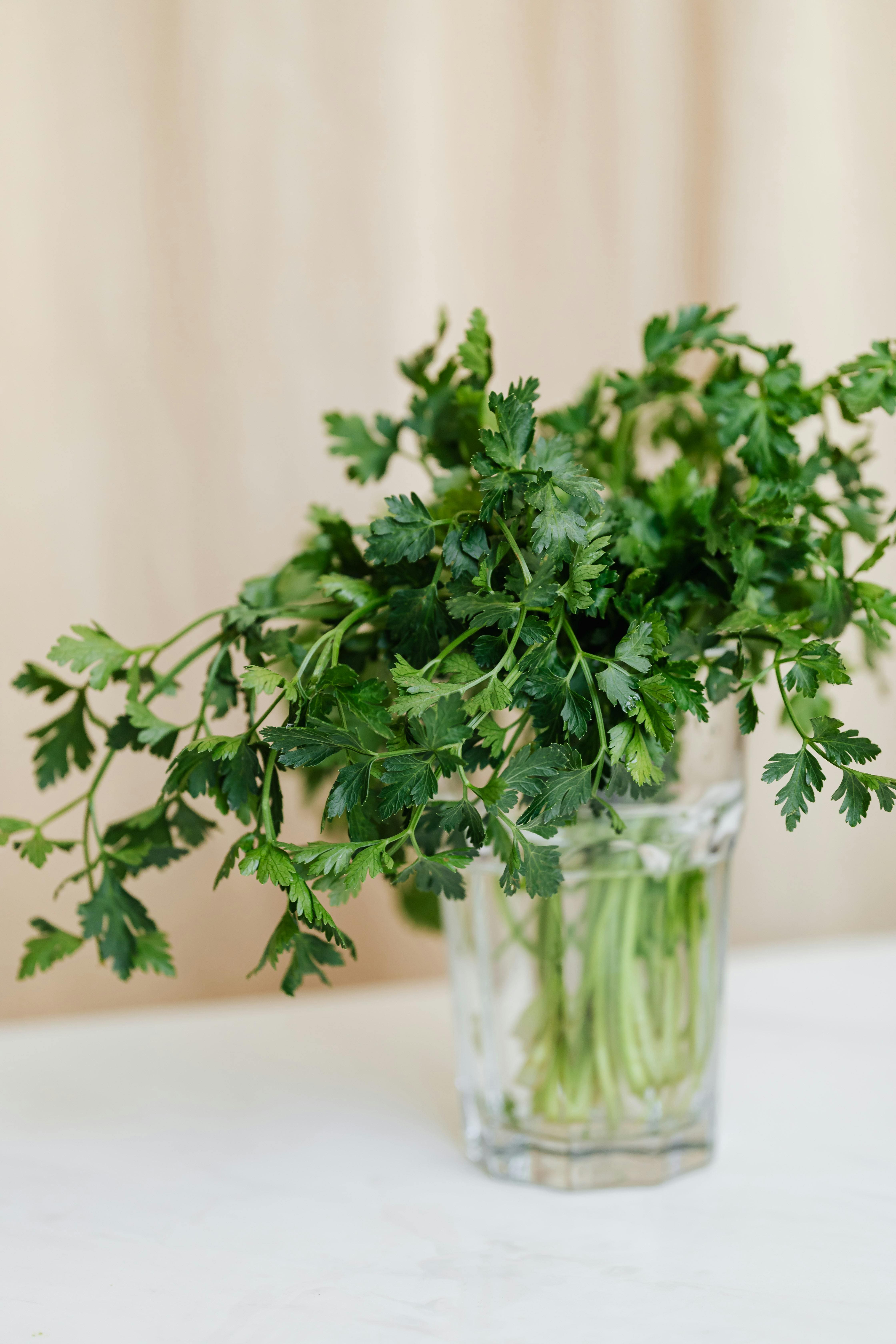 horta em casa, horta doméstica, ervas em casa, ervas aromáticas, plantas para apartamento, jardim em apartamento, ervas na cozinha, jardinagem, jardinagem em apartamento, plantas para janela ensolarada, alecrim, tomilho, orégano, hortelã, cebolinha, salsinha, lavanda, cultivo em vasos, horta em apartamento, plantas aromáticas, temperos frescos