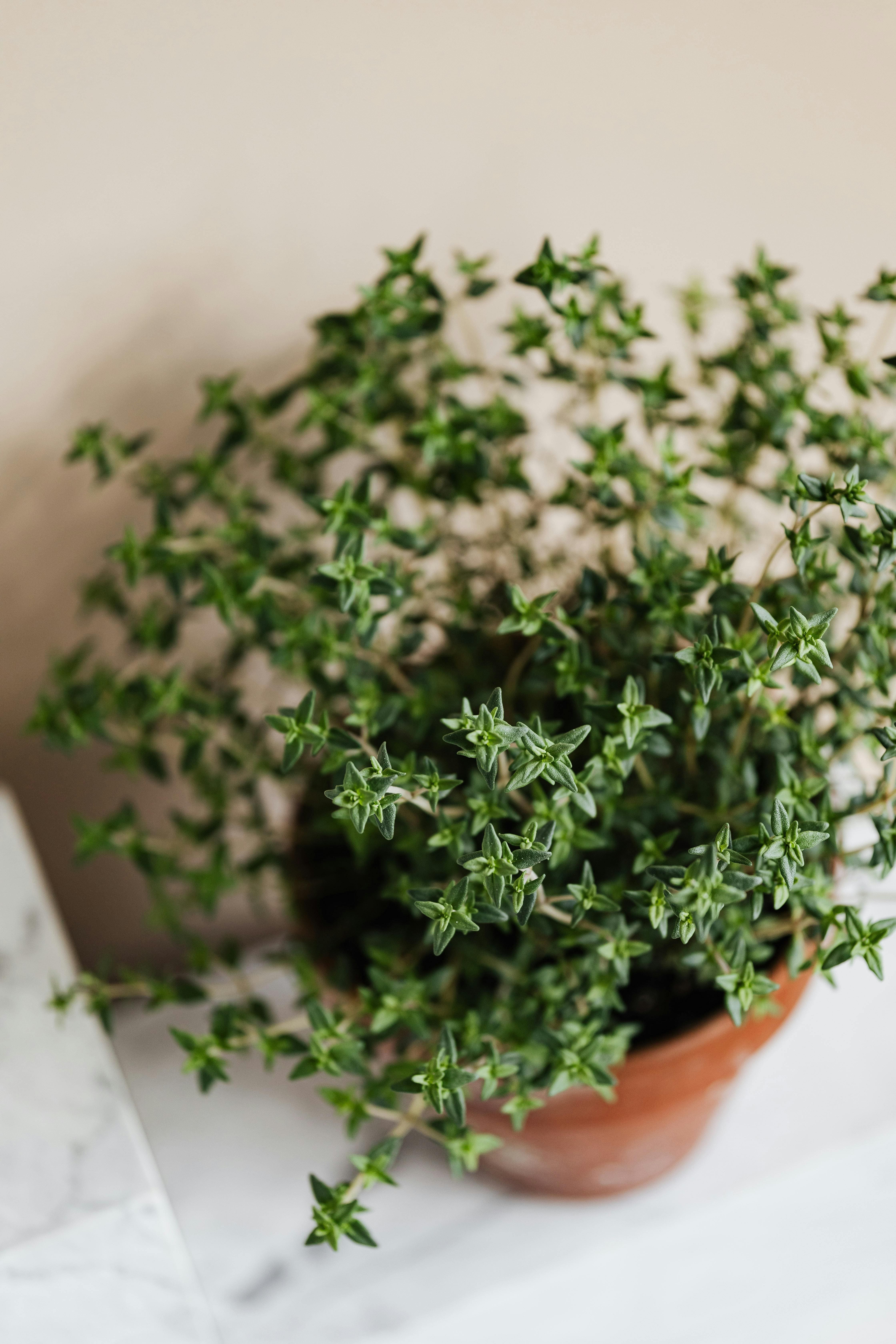 horta em casa, horta doméstica, ervas em casa, ervas aromáticas, plantas para apartamento, jardim em apartamento, ervas na cozinha, jardinagem, jardinagem em apartamento, plantas para janela ensolarada, alecrim, tomilho, orégano, hortelã, cebolinha, salsinha, lavanda, cultivo em vasos, horta em apartamento, plantas aromáticas, temperos frescos
