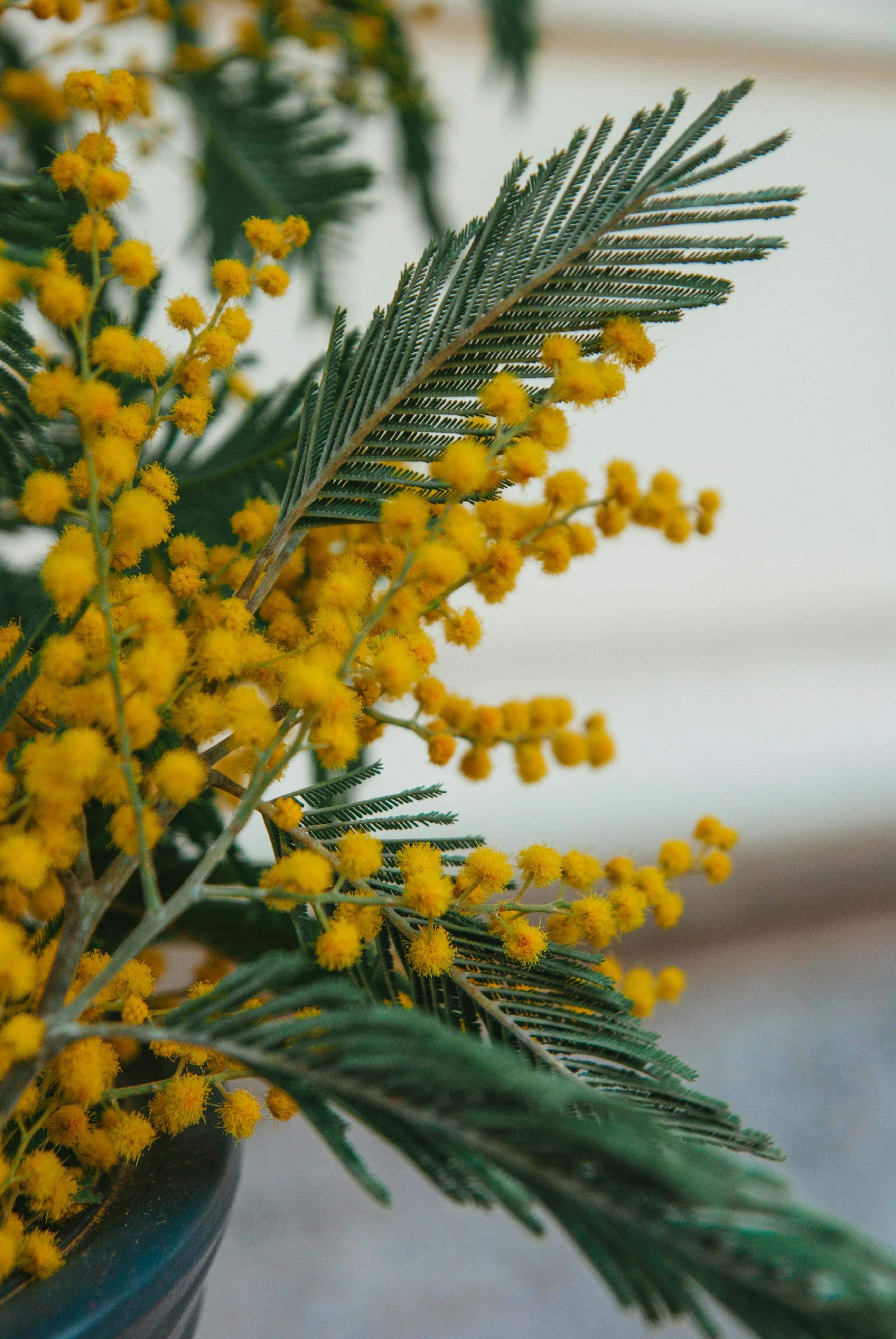 Estas são as 11 plantas ornamentais favoritas dos paisagistas para renovar o jardim de casa