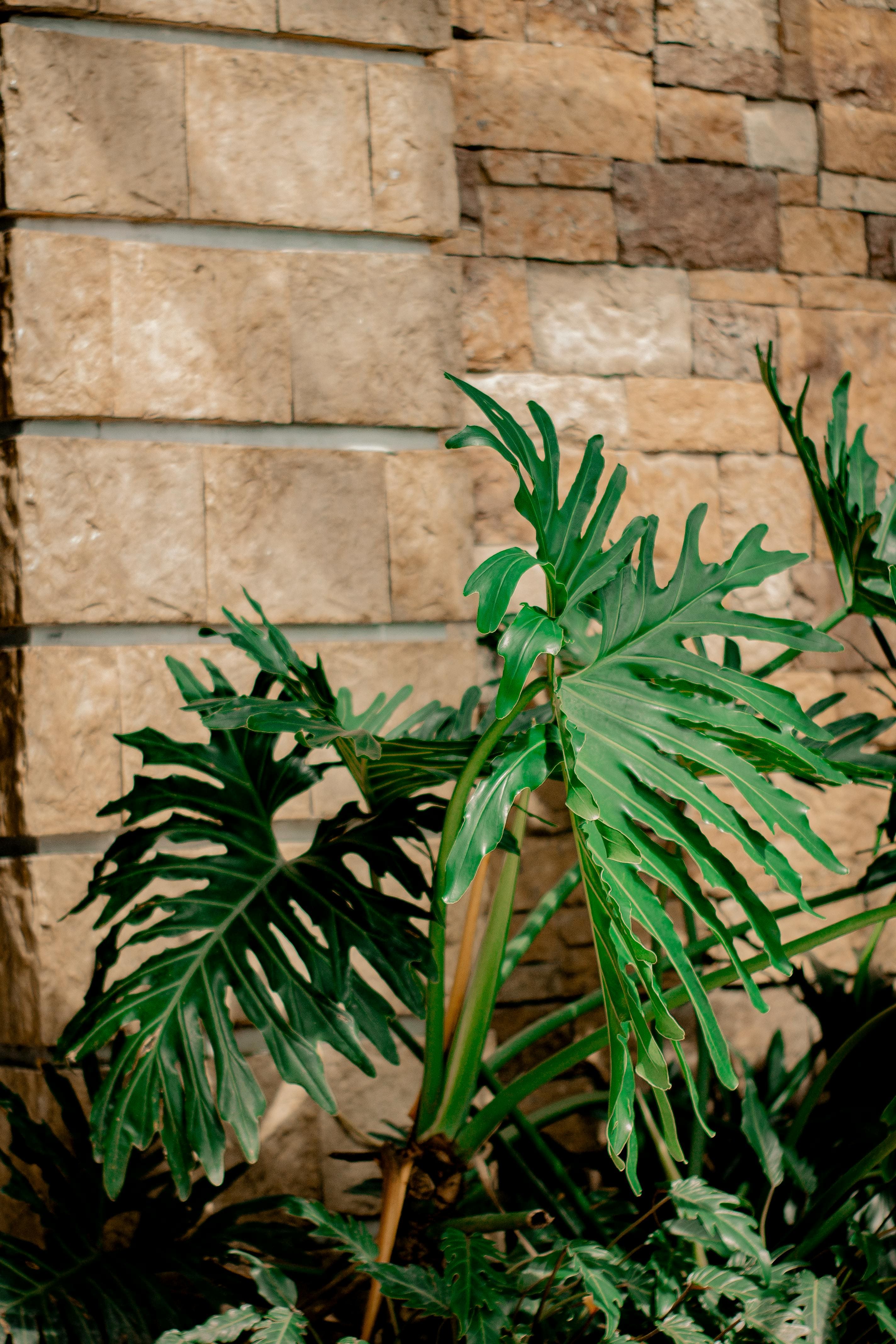 Estas são as 11 plantas ornamentais favoritas dos paisagistas para renovar o jardim de casa