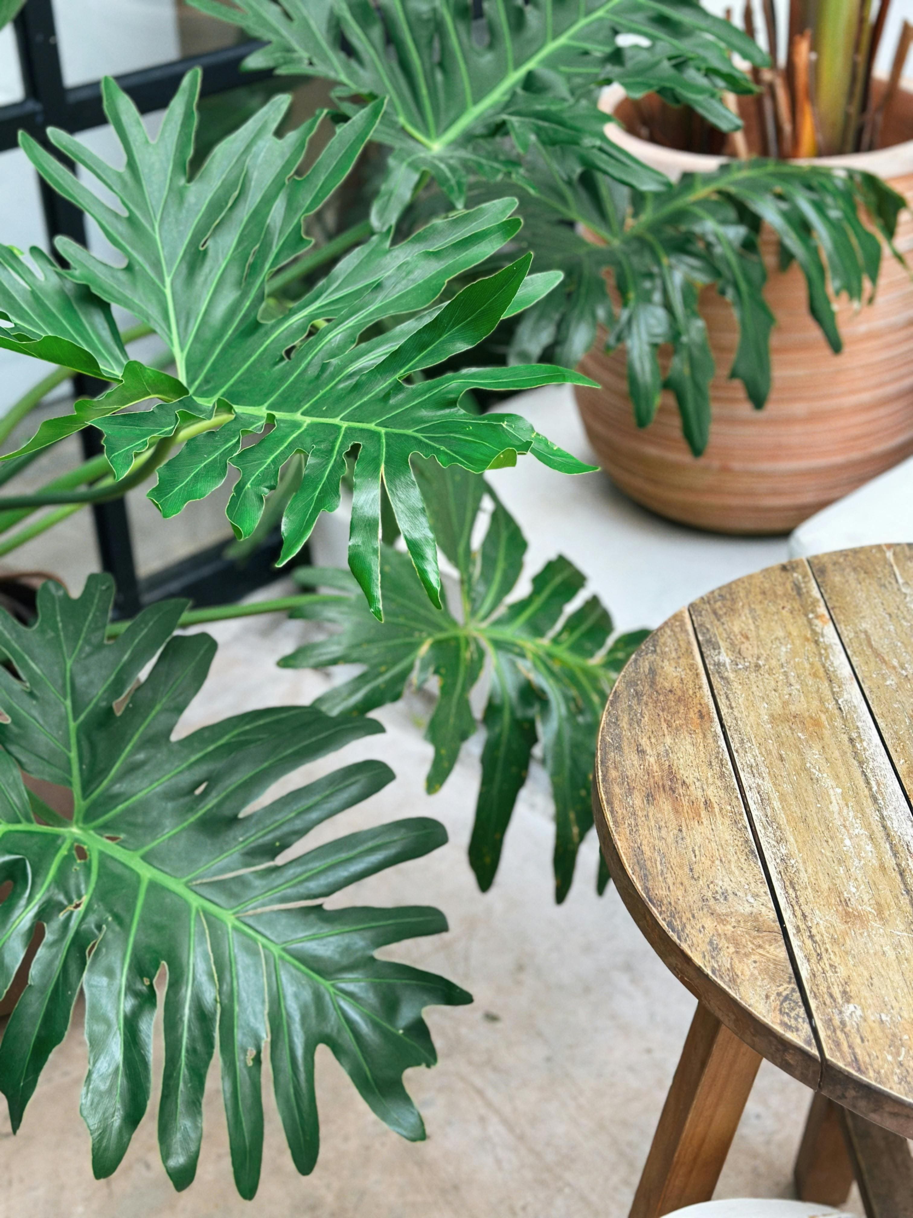 Estas são as 11 plantas ornamentais favoritas dos paisagistas para renovar o jardim de casa