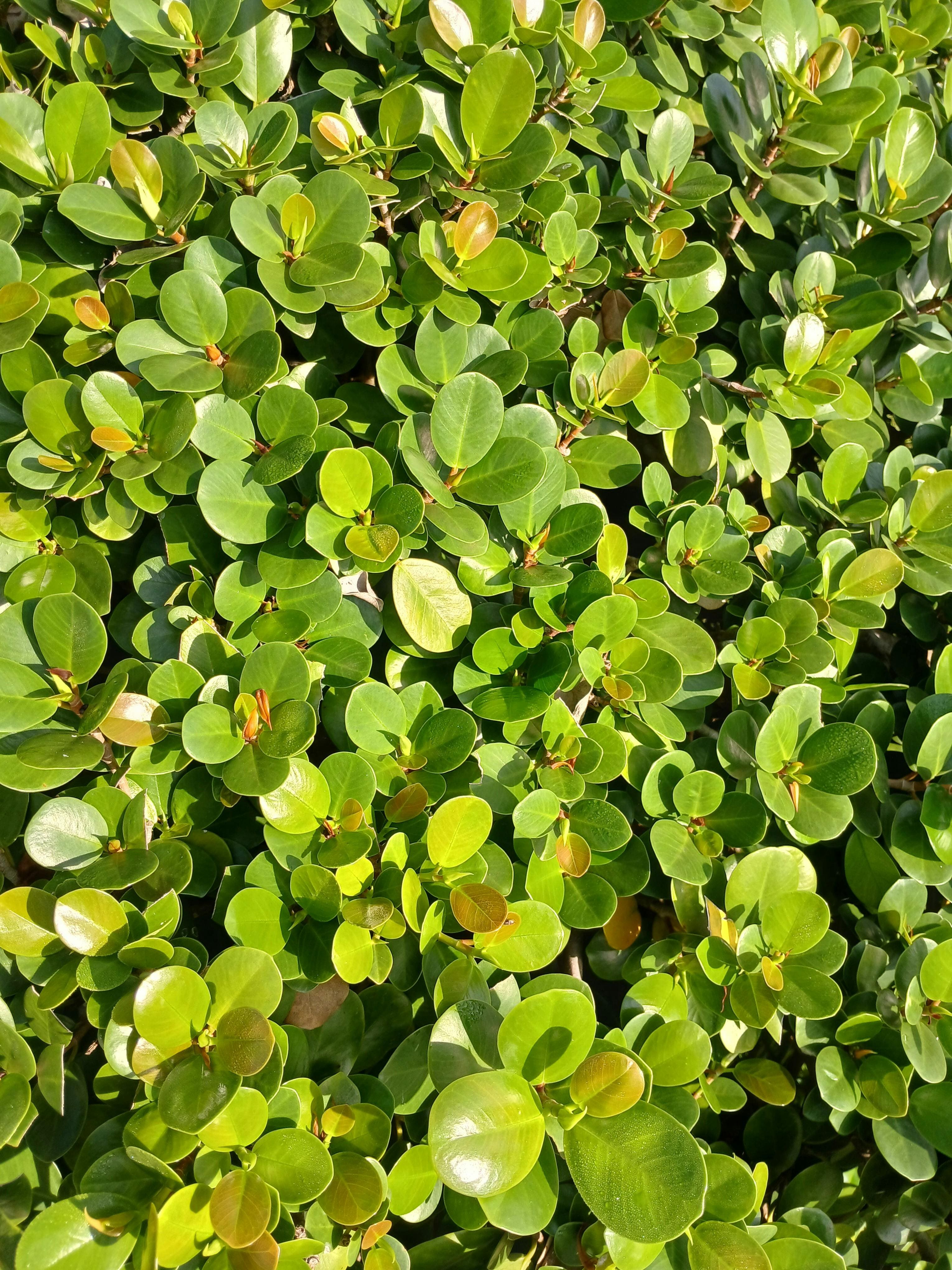 Estas são as 11 plantas ornamentais favoritas dos paisagistas para renovar o jardim de casa