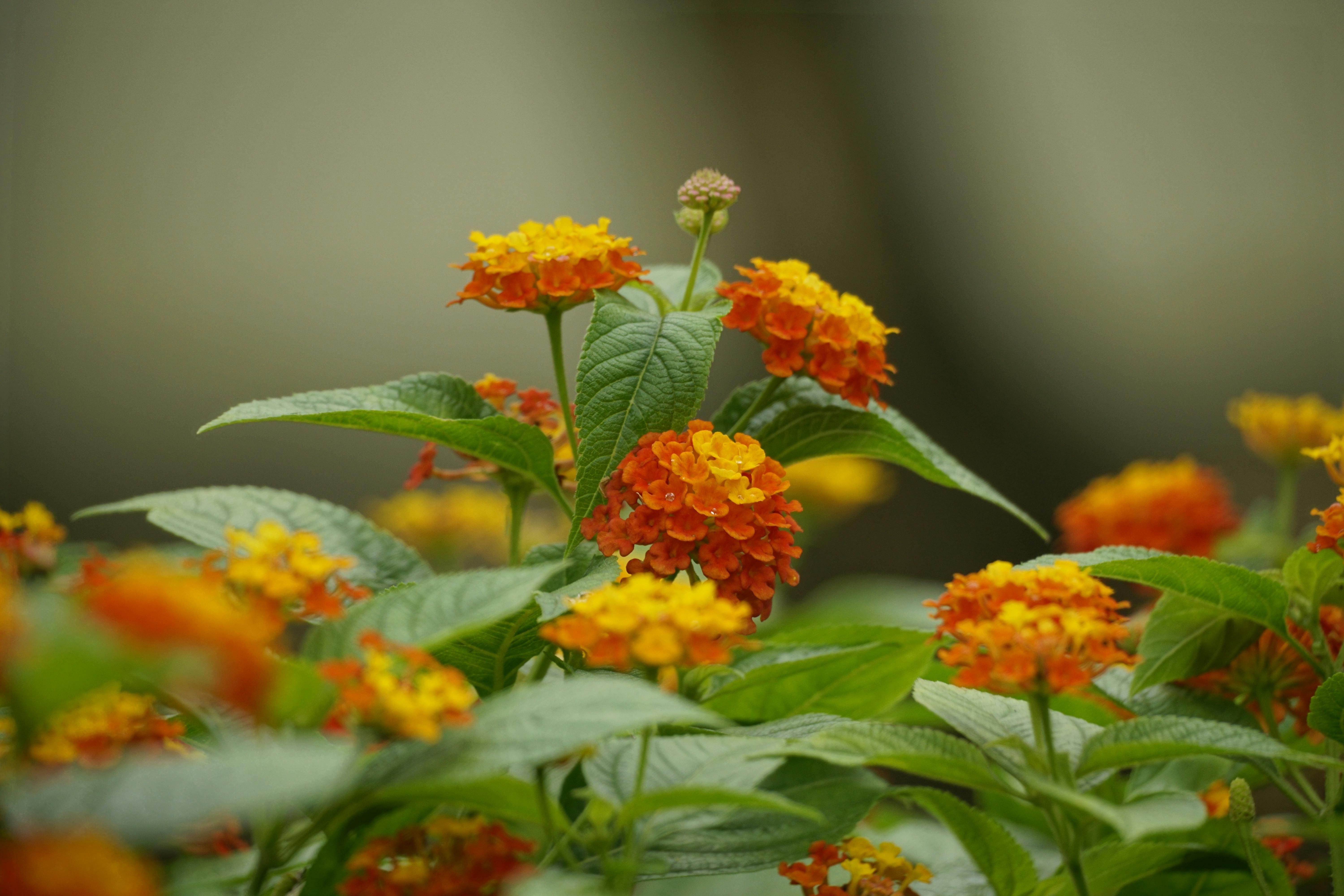 plantas ornamentais 6