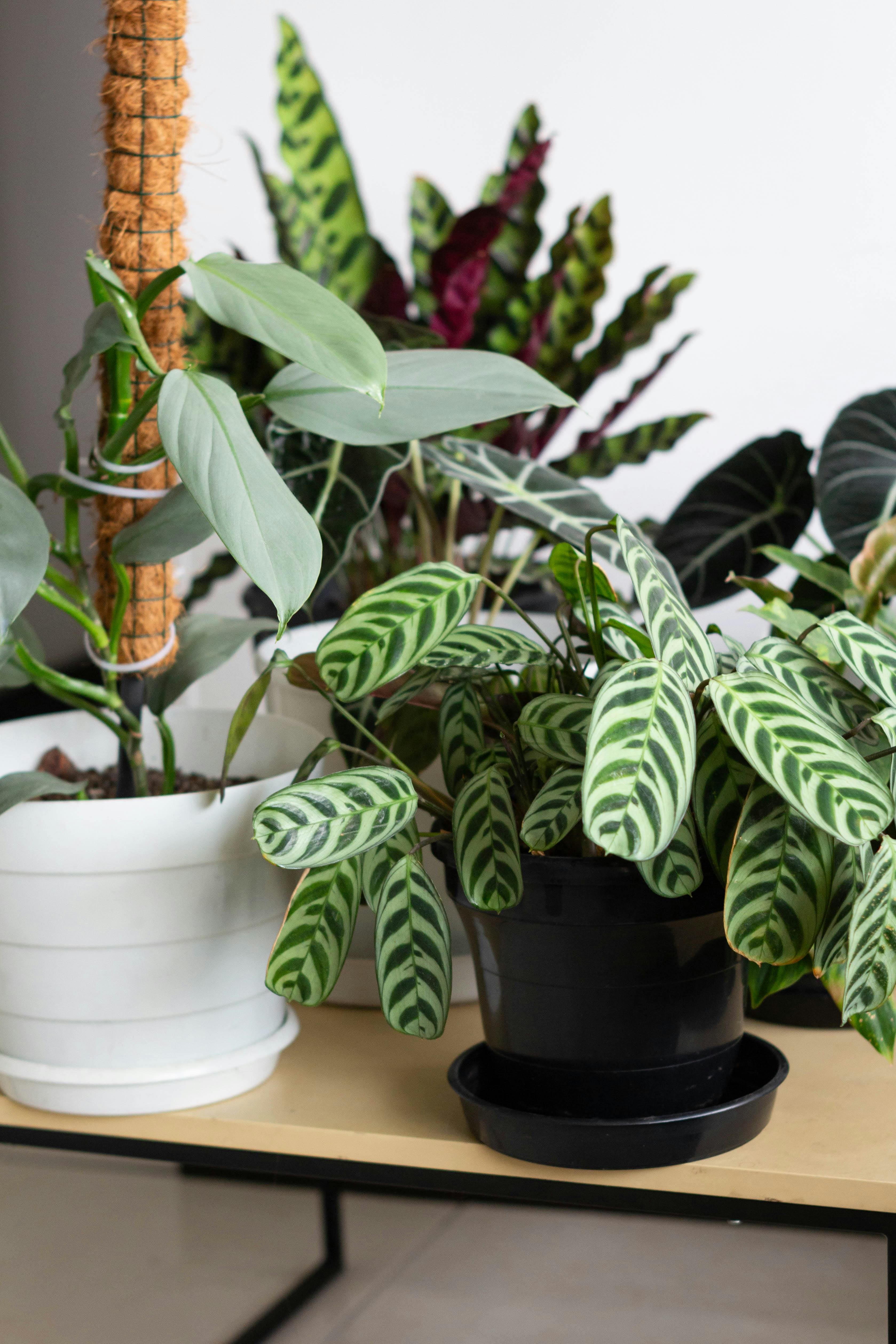 Estas são as 11 plantas ornamentais favoritas dos paisagistas para renovar o jardim de casa