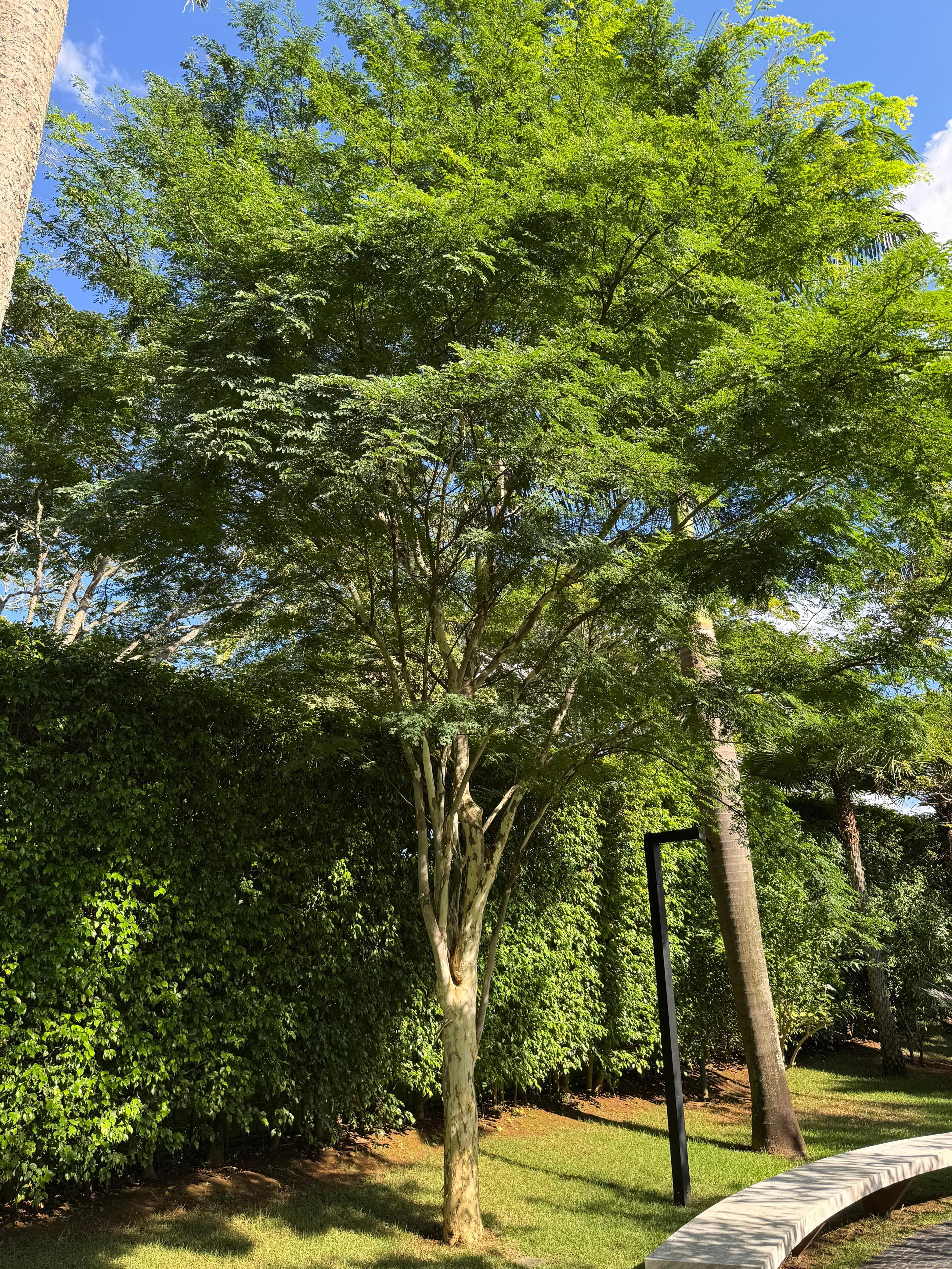 Estas são as 11 plantas ornamentais favoritas dos paisagistas para renovar o jardim de casa