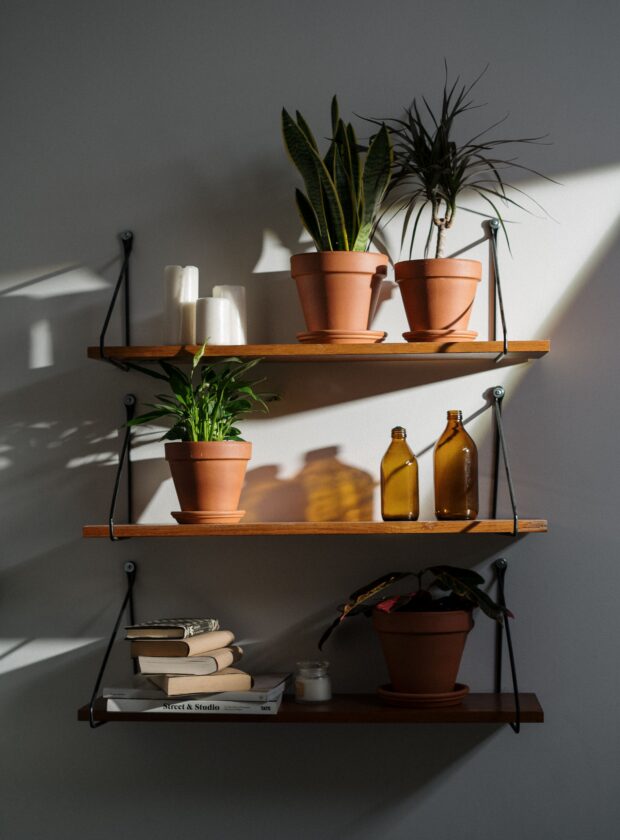7 dicas para cuidar das plantas de casa durante o inverno