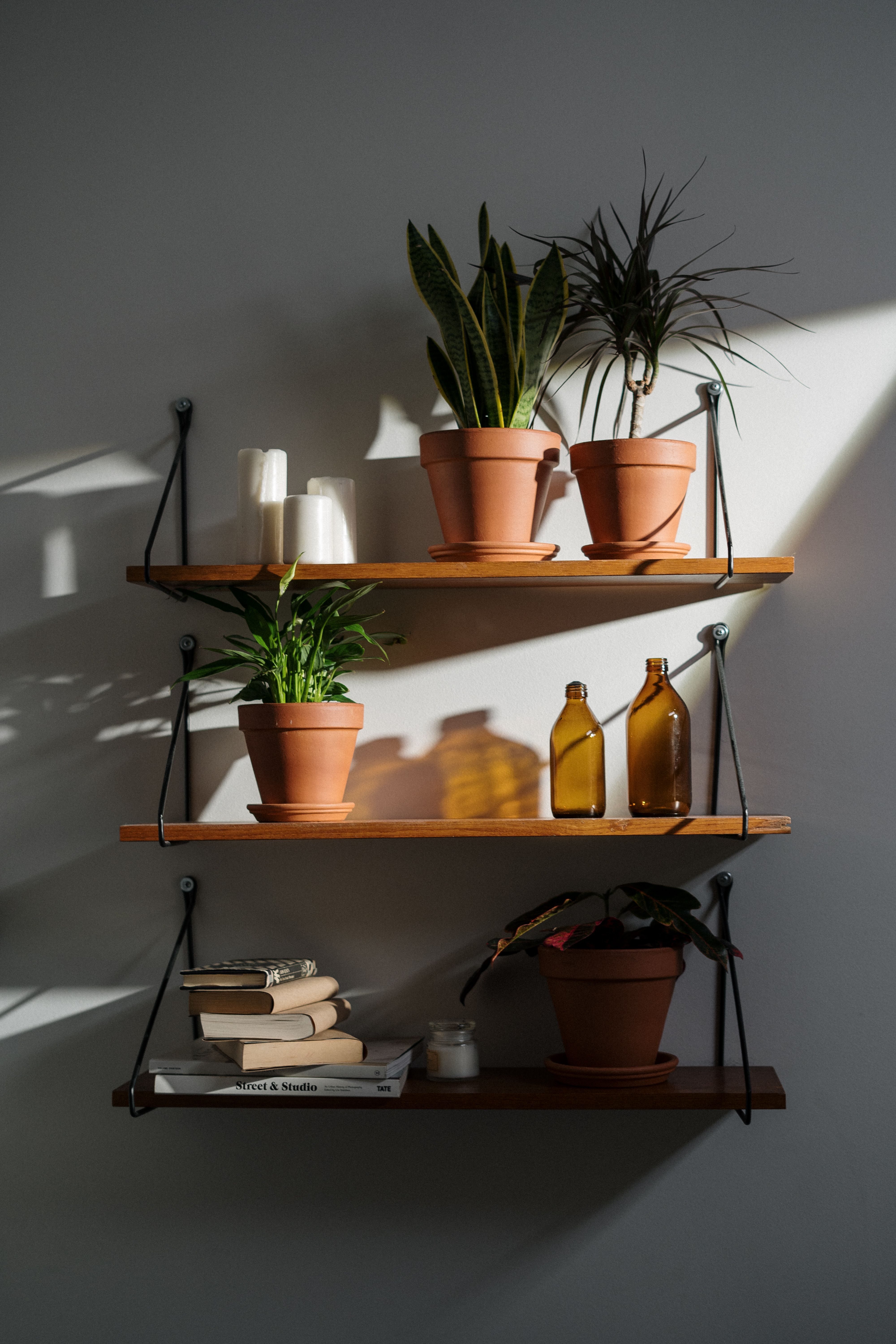 7 dicas para cuidar das plantas de casa durante o inverno 7 dicas para cuidar das plantas de casa durante o inverno