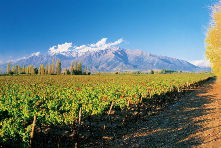 Don Melchor revela novas facetas do terroir de Puente Alto Don Melchor Vineyard 01
