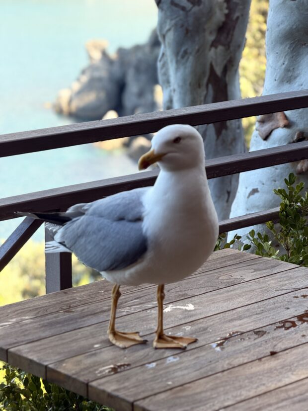 Destino favorito: Ischia na Itália, o paraíso de Dua Lipa e Visconti IMG 9614