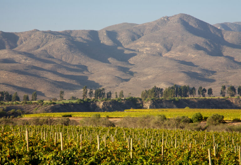 Viña Amelia aposta na especialização para explorar o potencial do Chardonnay e do Pinot Noir Vinedo Quebrada Seca 02 1