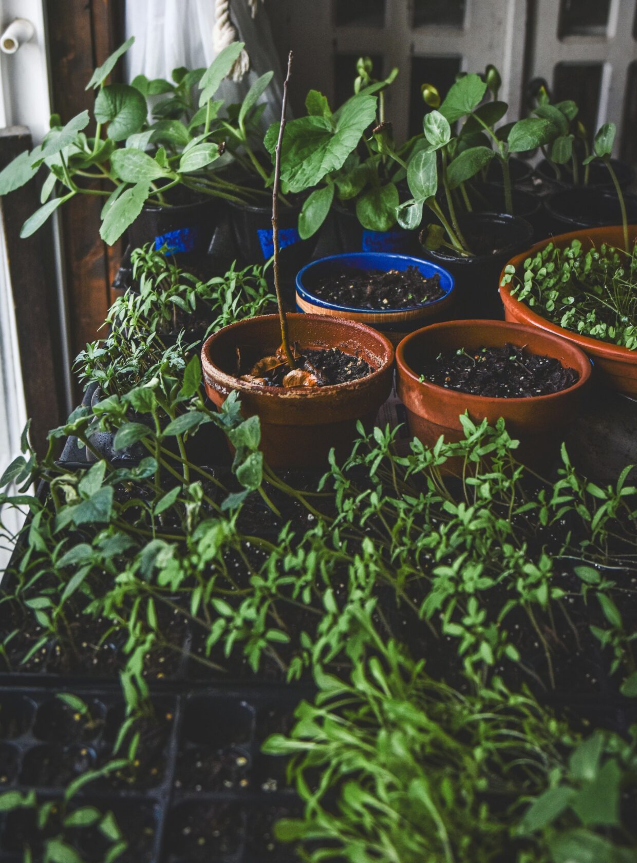 Como criar uma horta pequena em casa