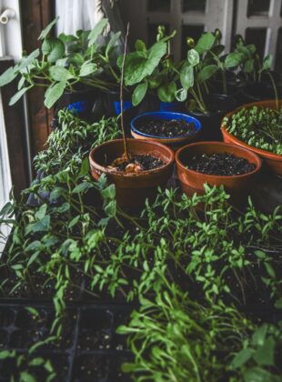 Como criar uma horta pequena em casa