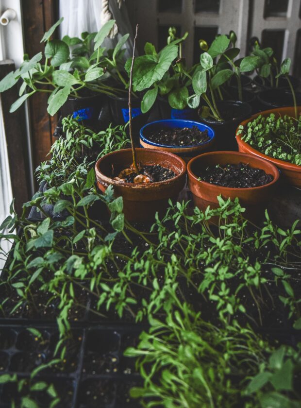 Como criar uma horta pequena em casa