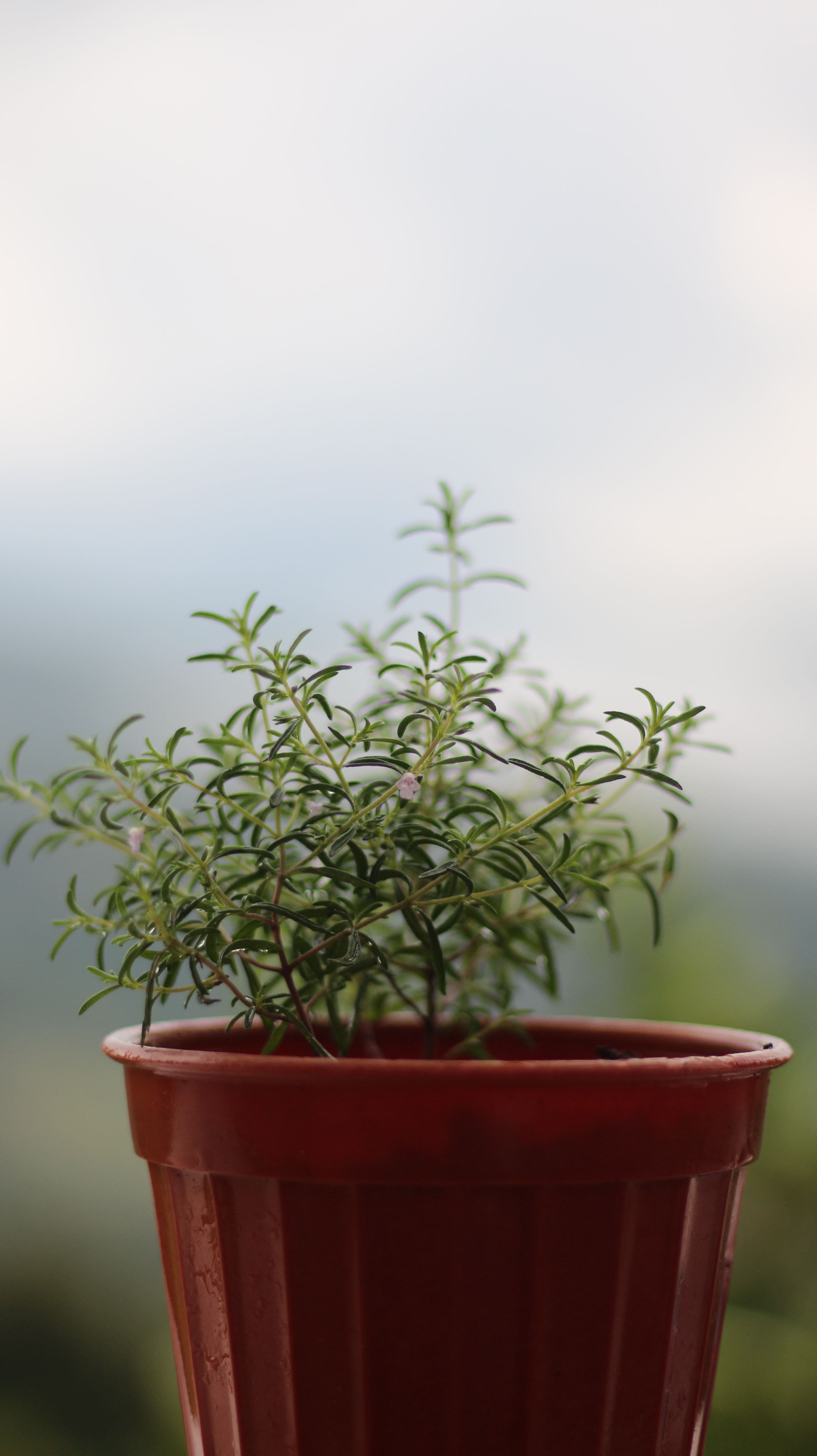 Como criar uma horta pequena em casa Como criar uma horta pequena em casa