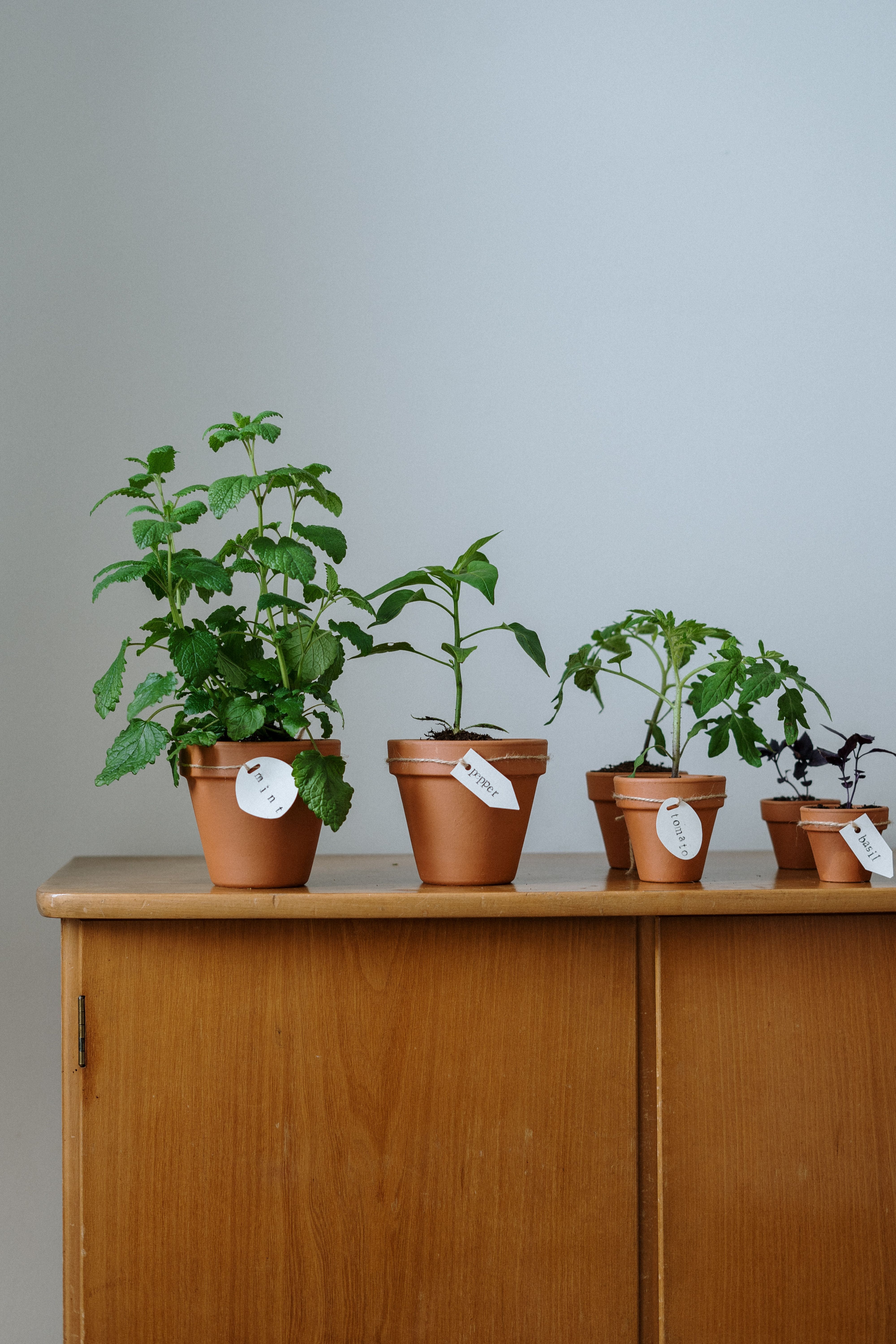 Como criar uma horta pequena em casa Como criar uma horta pequena em casa