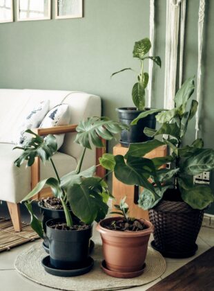 Acessórios, frequência e mais: 6 dicas para criar uma rotina de cuidados com plantas dentro de casa Acessórios, frequência e mais: como criar uma rotina para cuidar das plantas dentro de casa