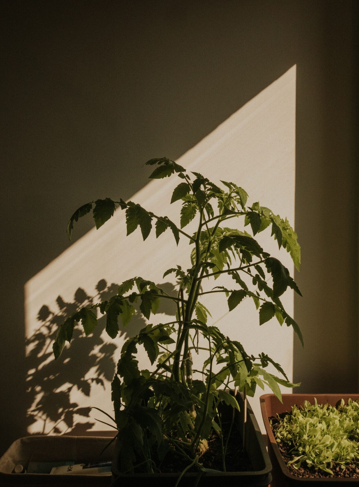 Como começar uma horta do zero em casa: o passo a passo para não errar no cultivo