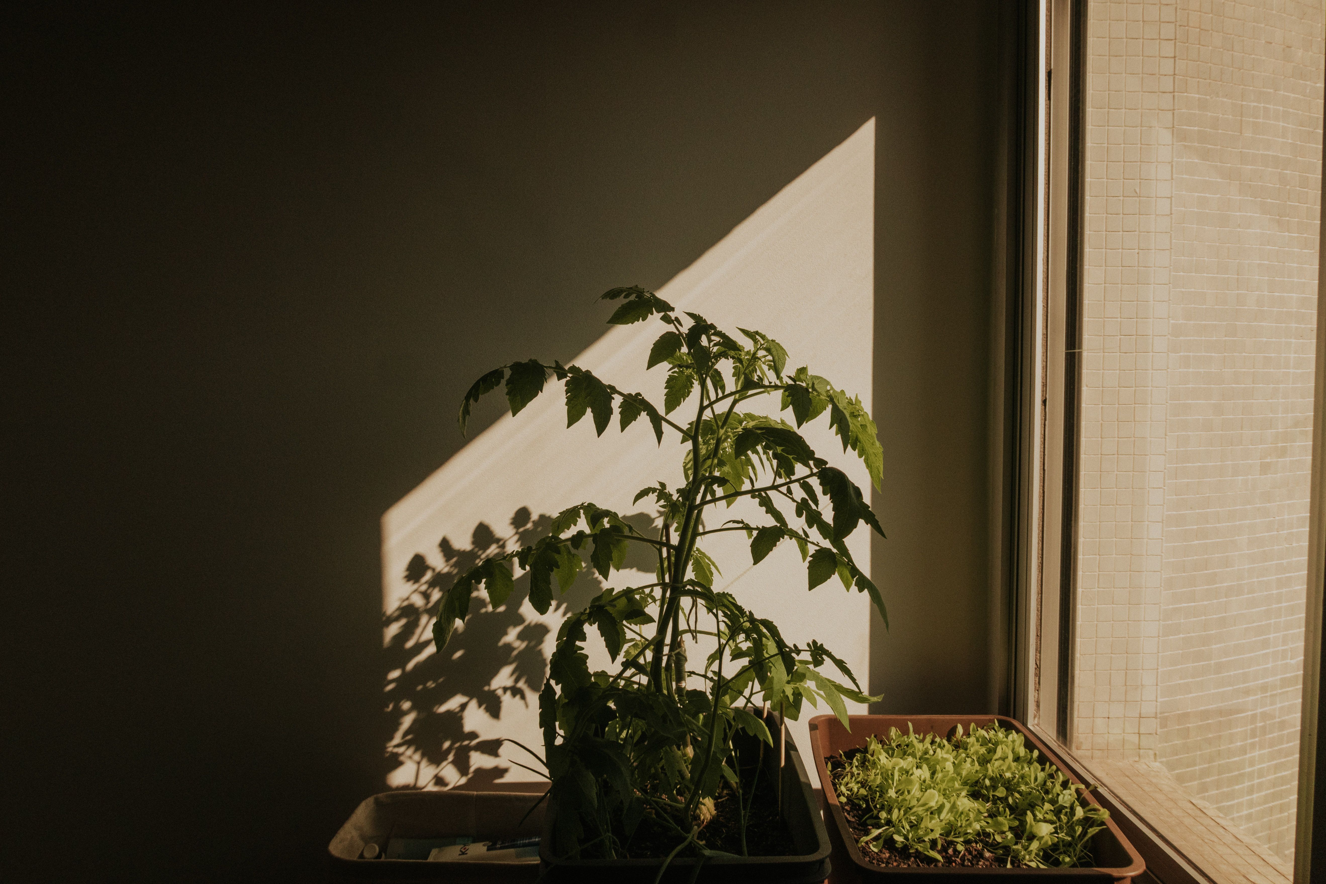 Como começar uma horta do zero em casa: o passo a passo para não errar no cultivo