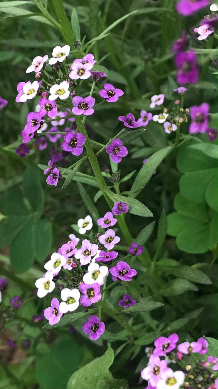 7 flores comestíveis que você pode usar para decorar e incrementar seus pratos